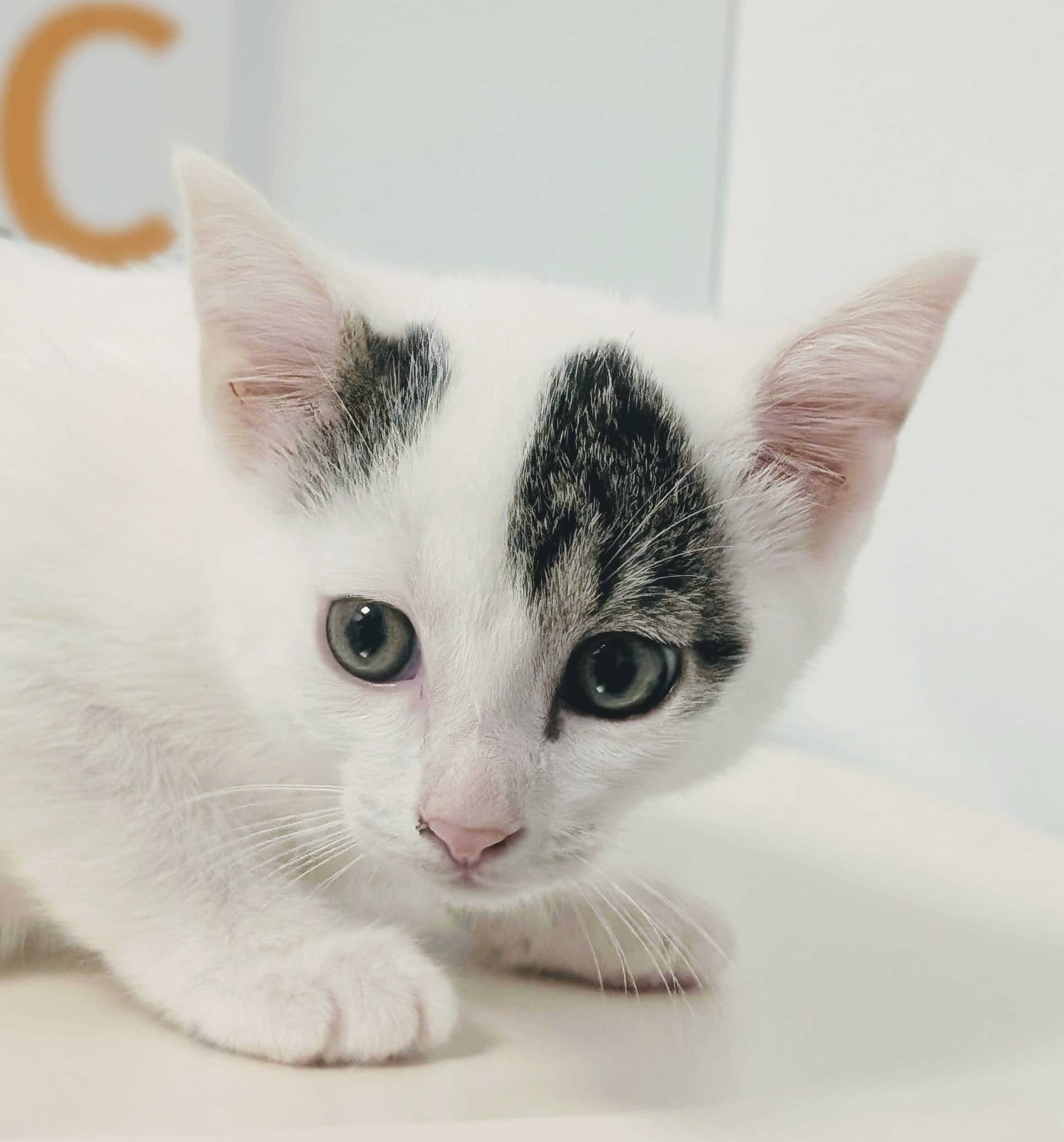 Santo - Domestic Shorthair available for adoption