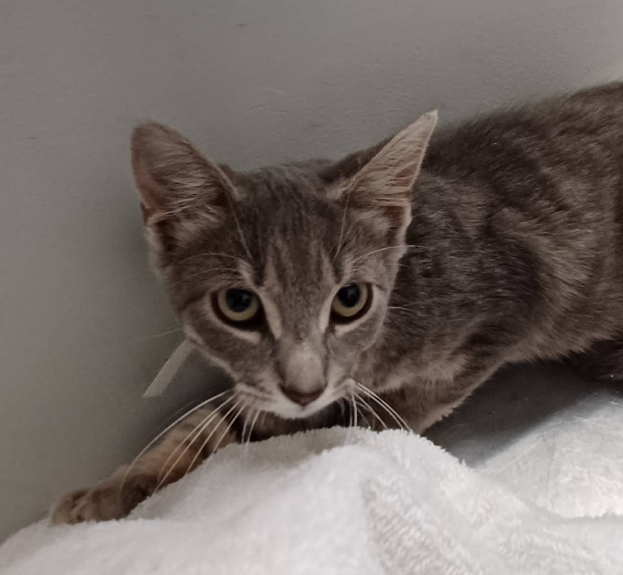 Ordenador - Domestic Shorthair available for adoption