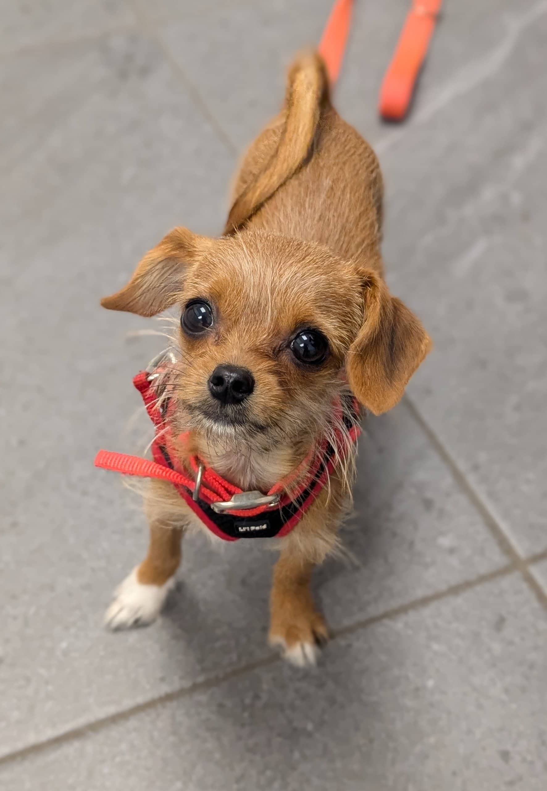 Loula - Chihuahua available for adoption at SPA de Québec in Quebec City