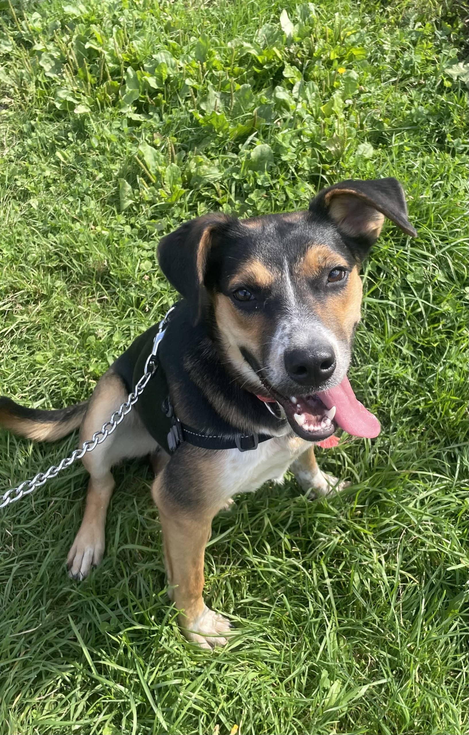 Luna - Mixed Breed available for adoption