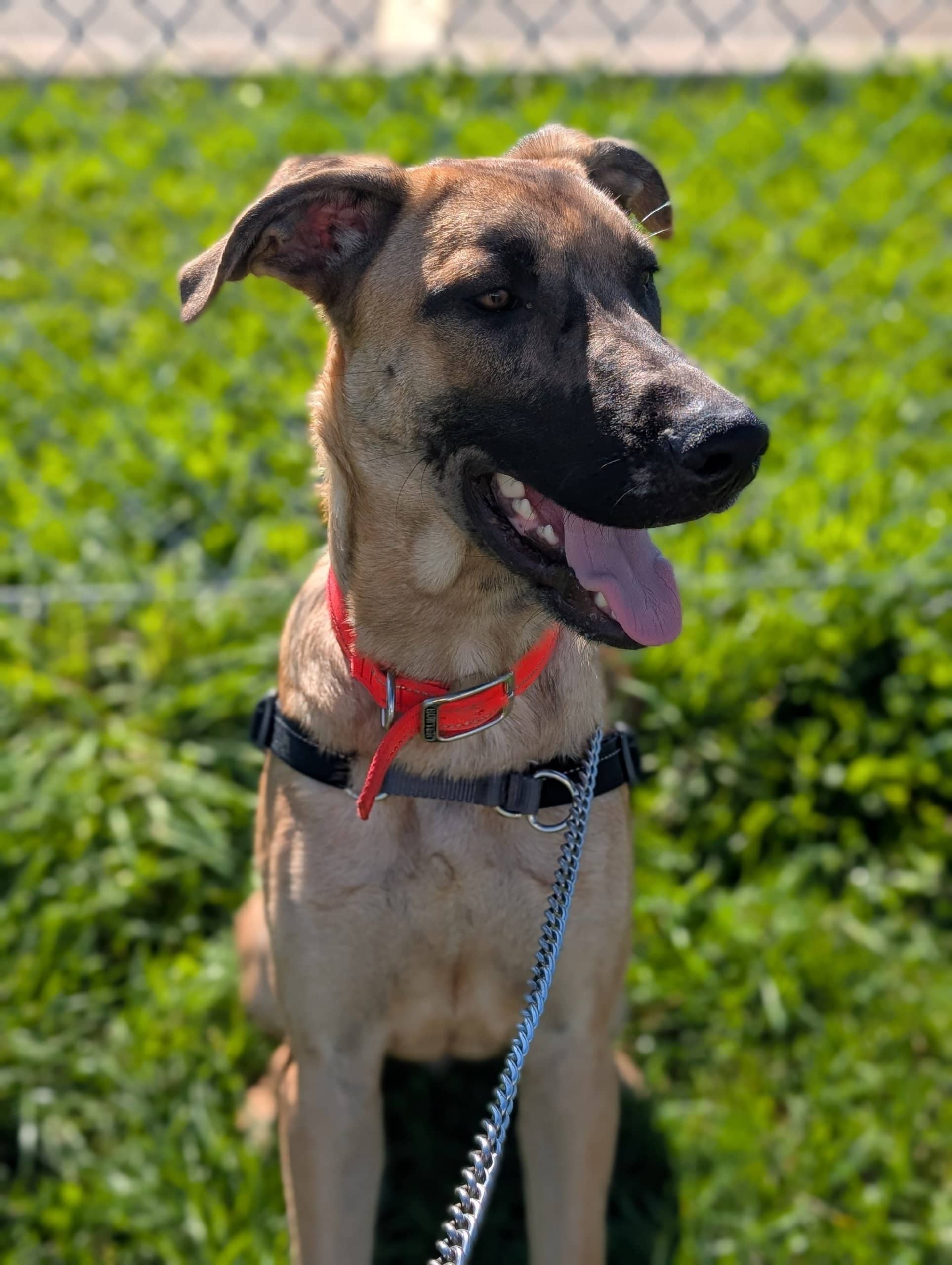 Moe - Grand danois available for adoption