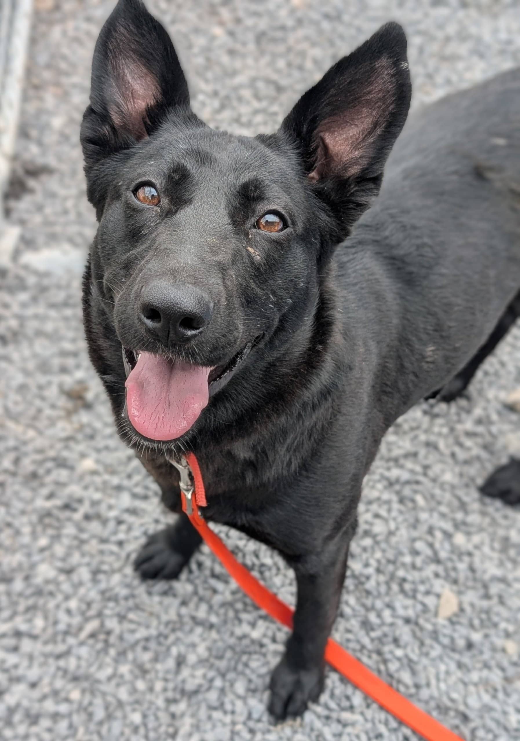 Tite Noire - Labrador Retriever available for adoption