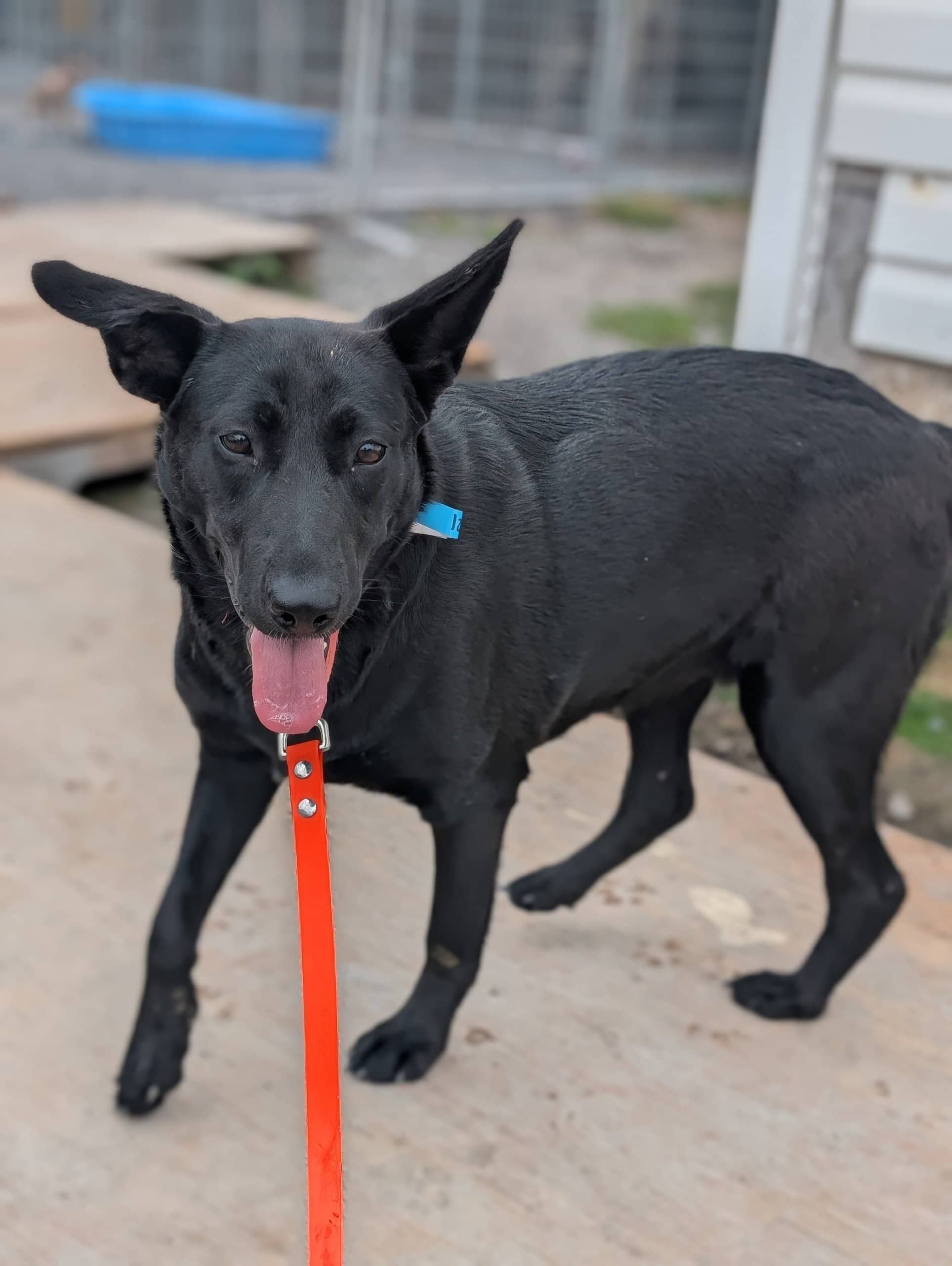 Barbie - Labrador Retriever available for adoption at SPA de Québec in Quebec City