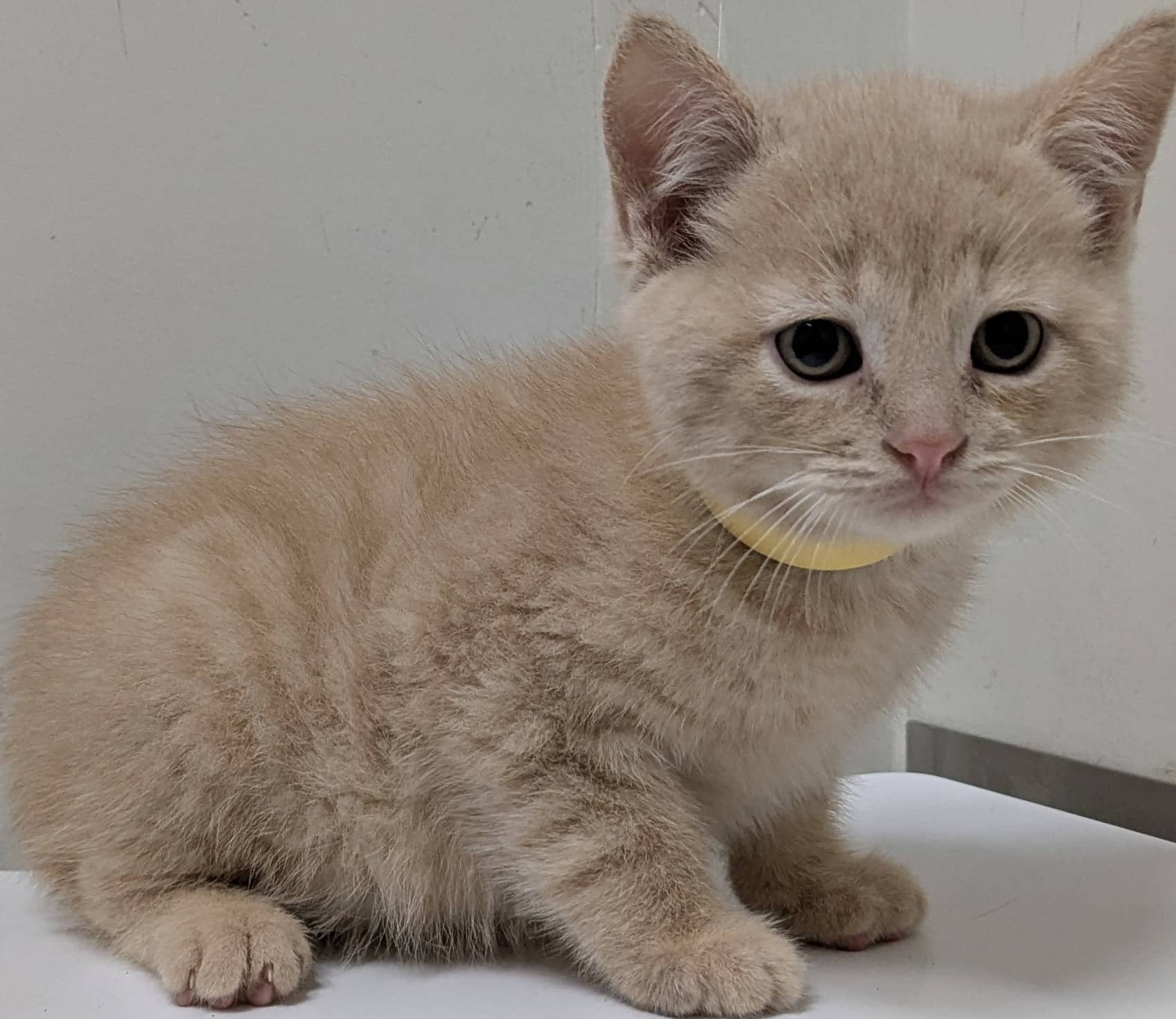 Ronron - Domestic Shorthair available for adoption