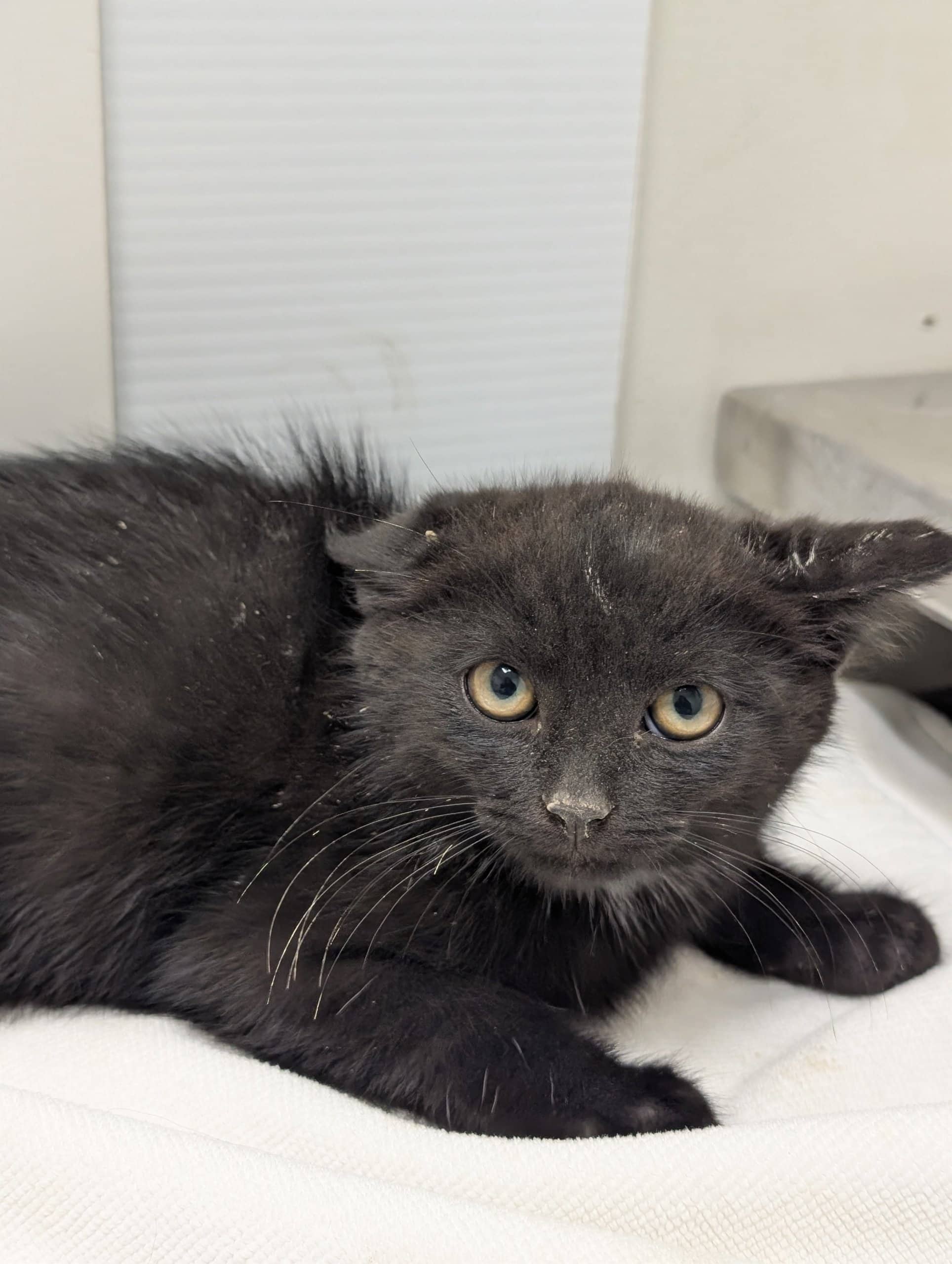 Scooby-Doo - Domestic Shorthair cat available for adoption at SPA de Québec in Quebec City