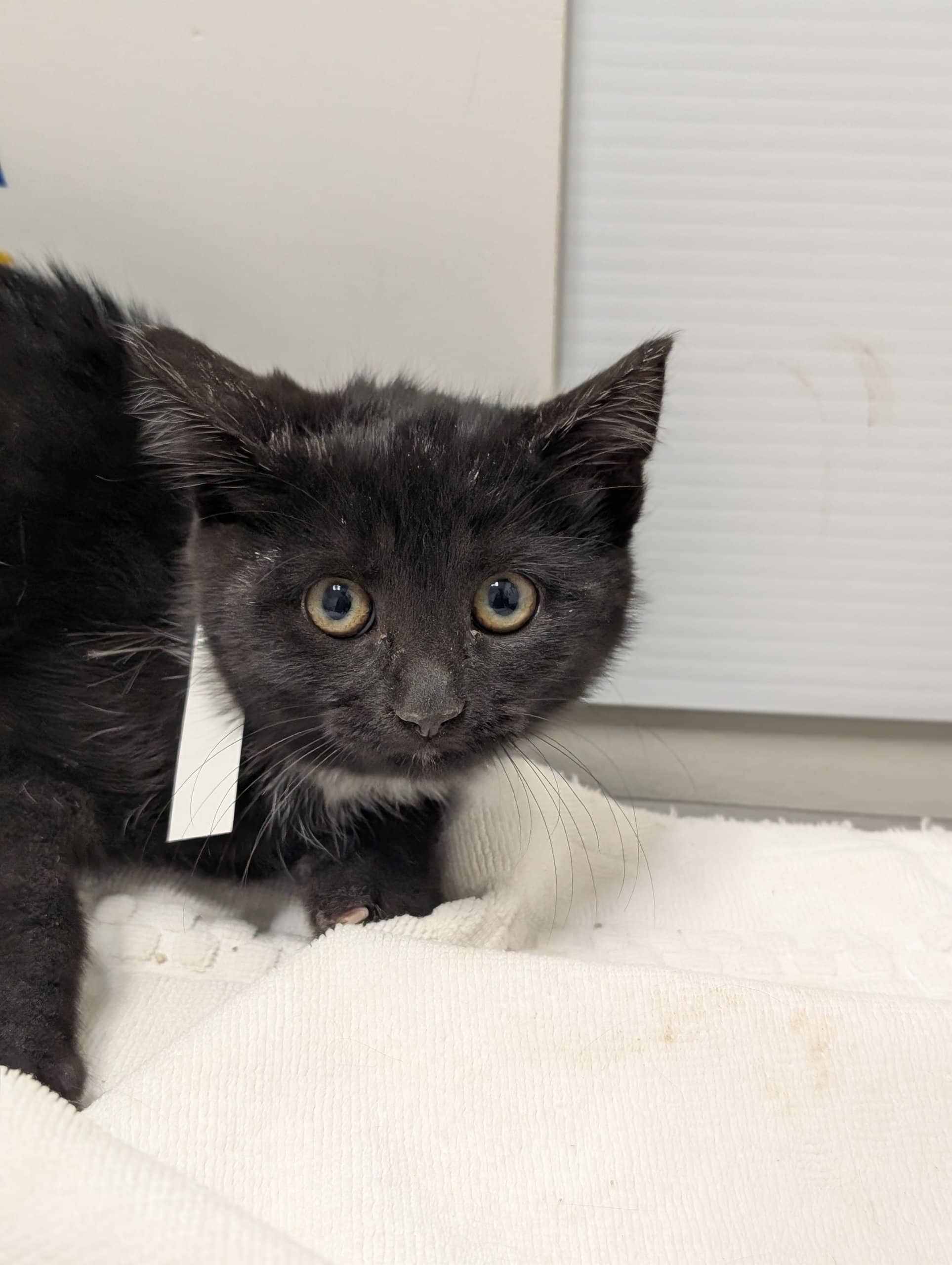 Velma - Domestic Shorthair cat available for adoption at SPA de Québec in Quebec City