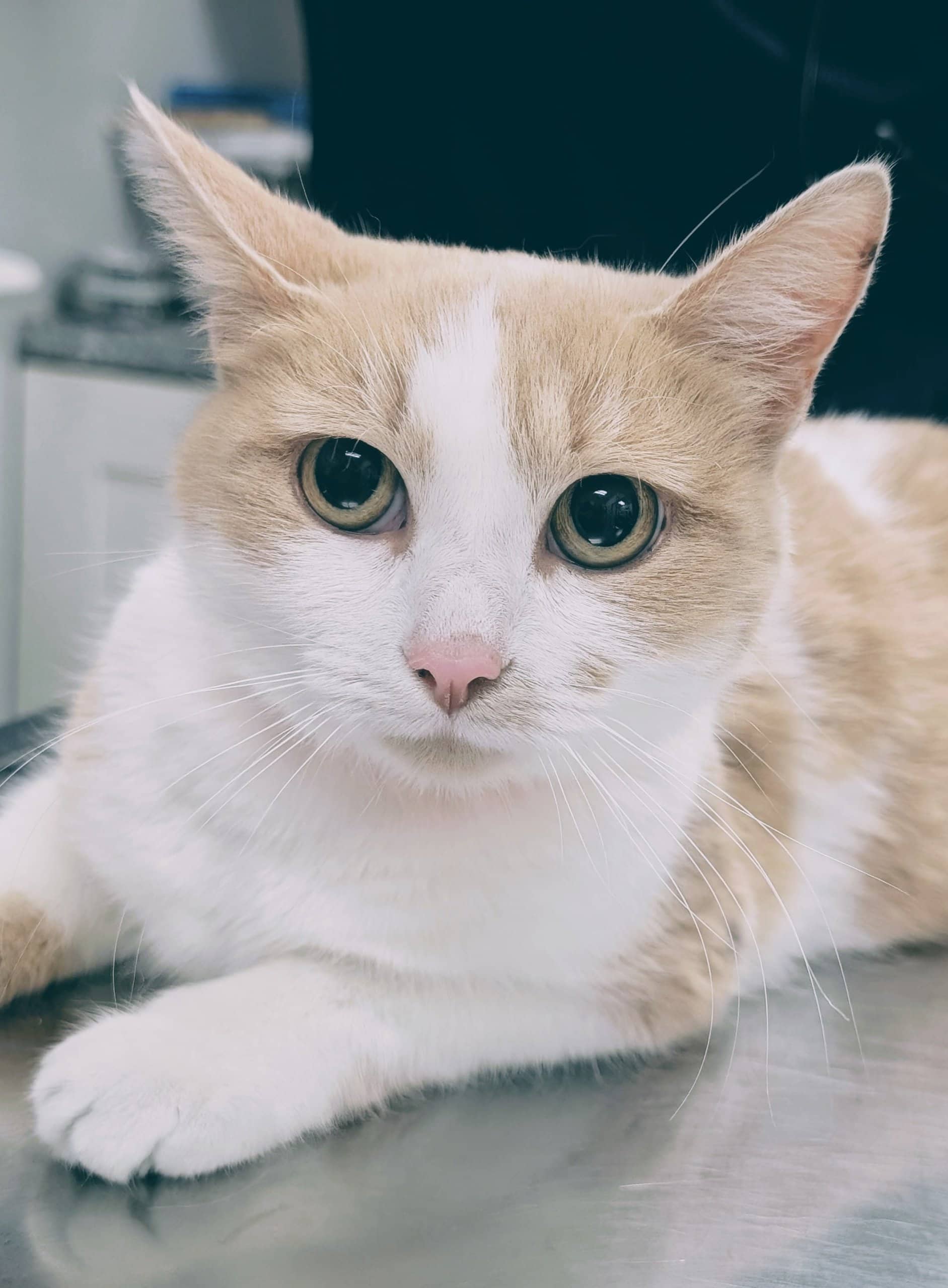 Caroline - Domestic Shorthair available for adoption
