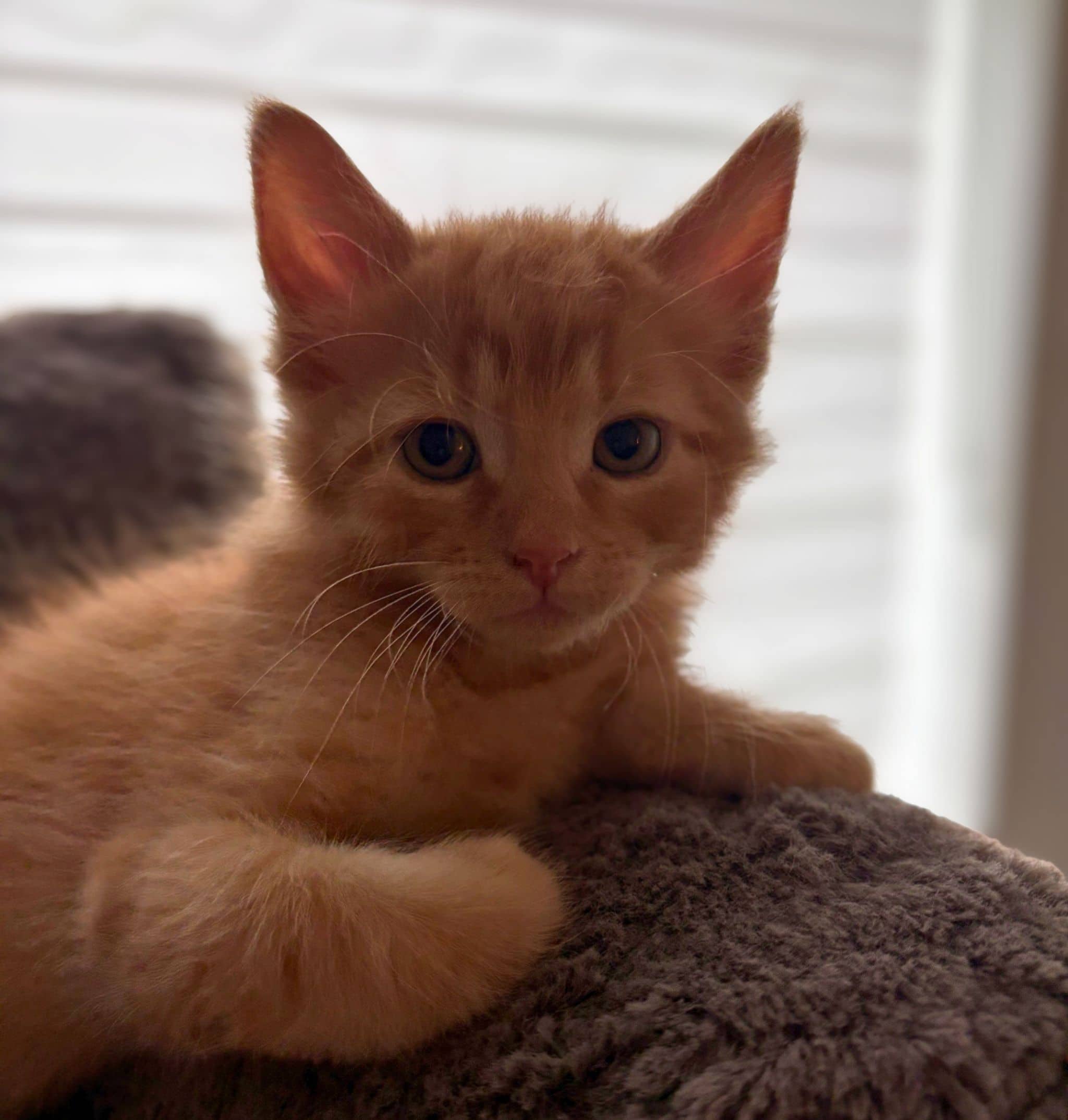 Jack - Domestic Shorthair cat available for adoption at SPA de Québec in Quebec City