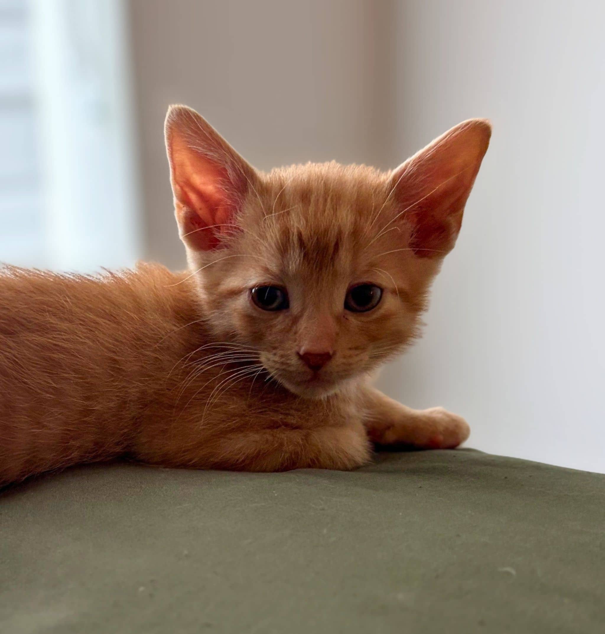 Averell - Domestic Shorthair cat available for adoption at SPA de Québec in Quebec City