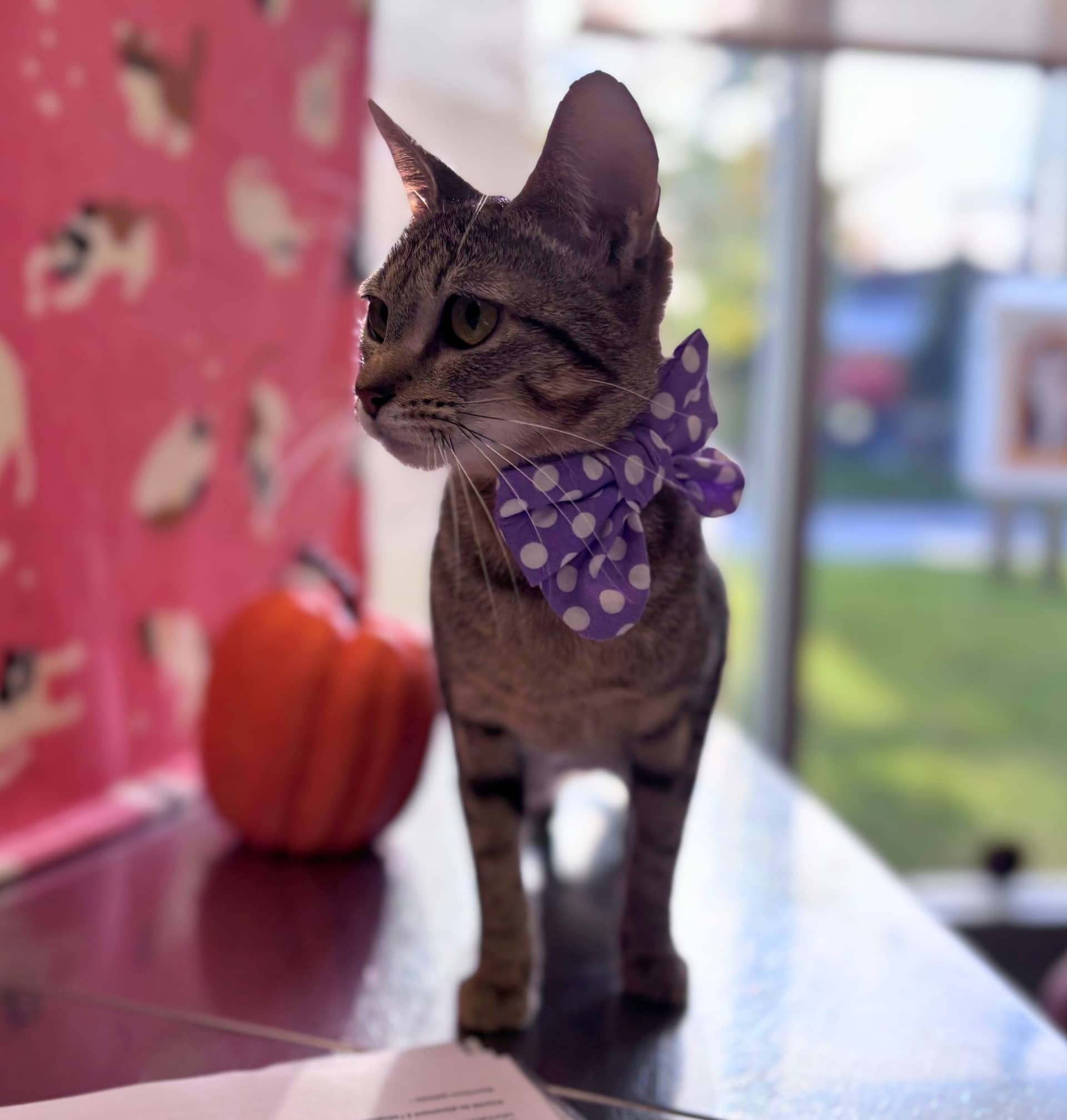 Sheyba - Domestic Shorthair available for adoption