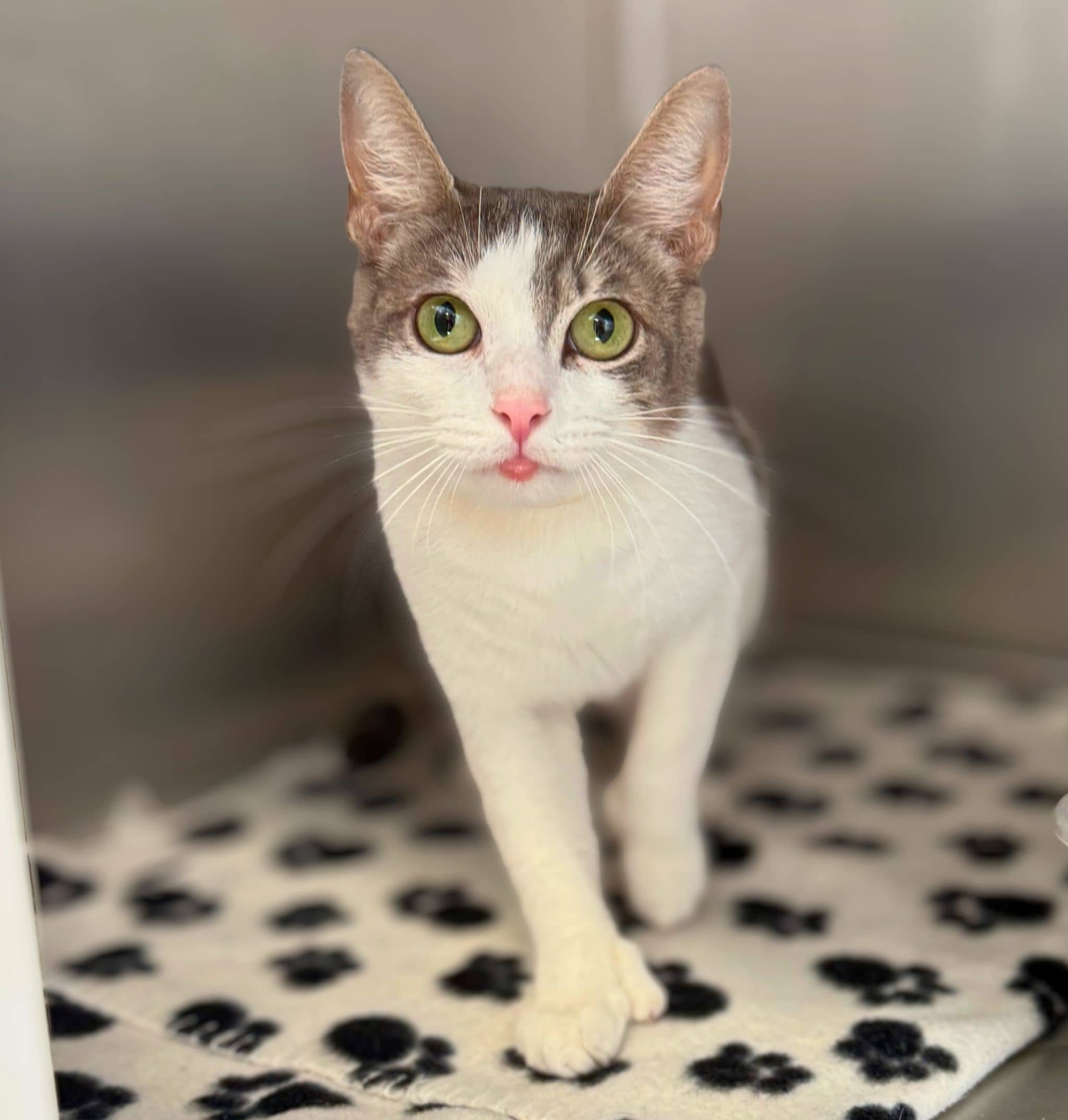 Cookie - Domestic Shorthair cat available for adoption at SPA de Québec in Quebec City