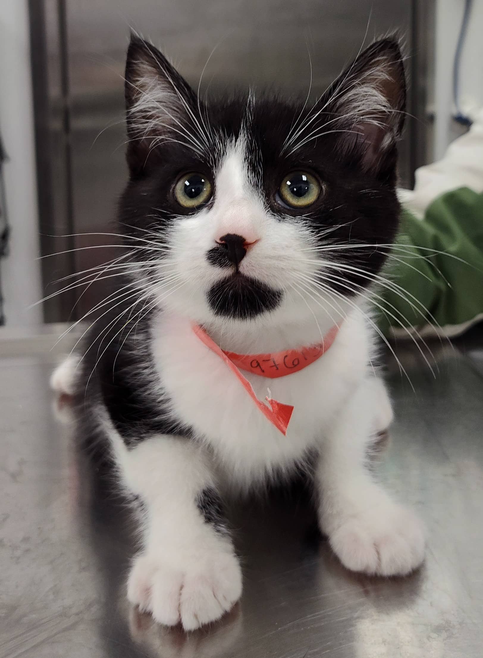 L’âne - Domestic Shorthair available for adoption