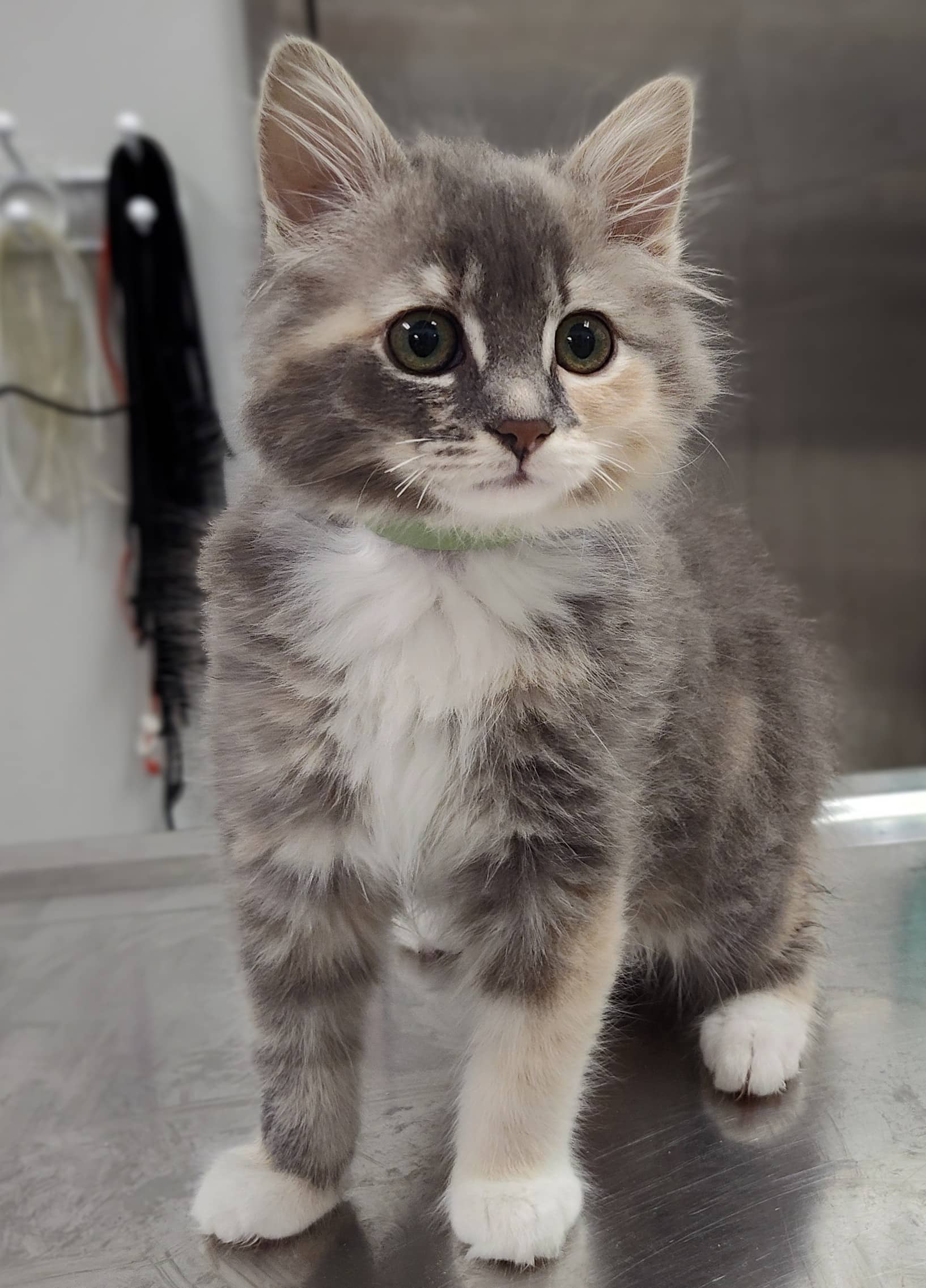 Dragonne - Domestic Shorthair available for adoption