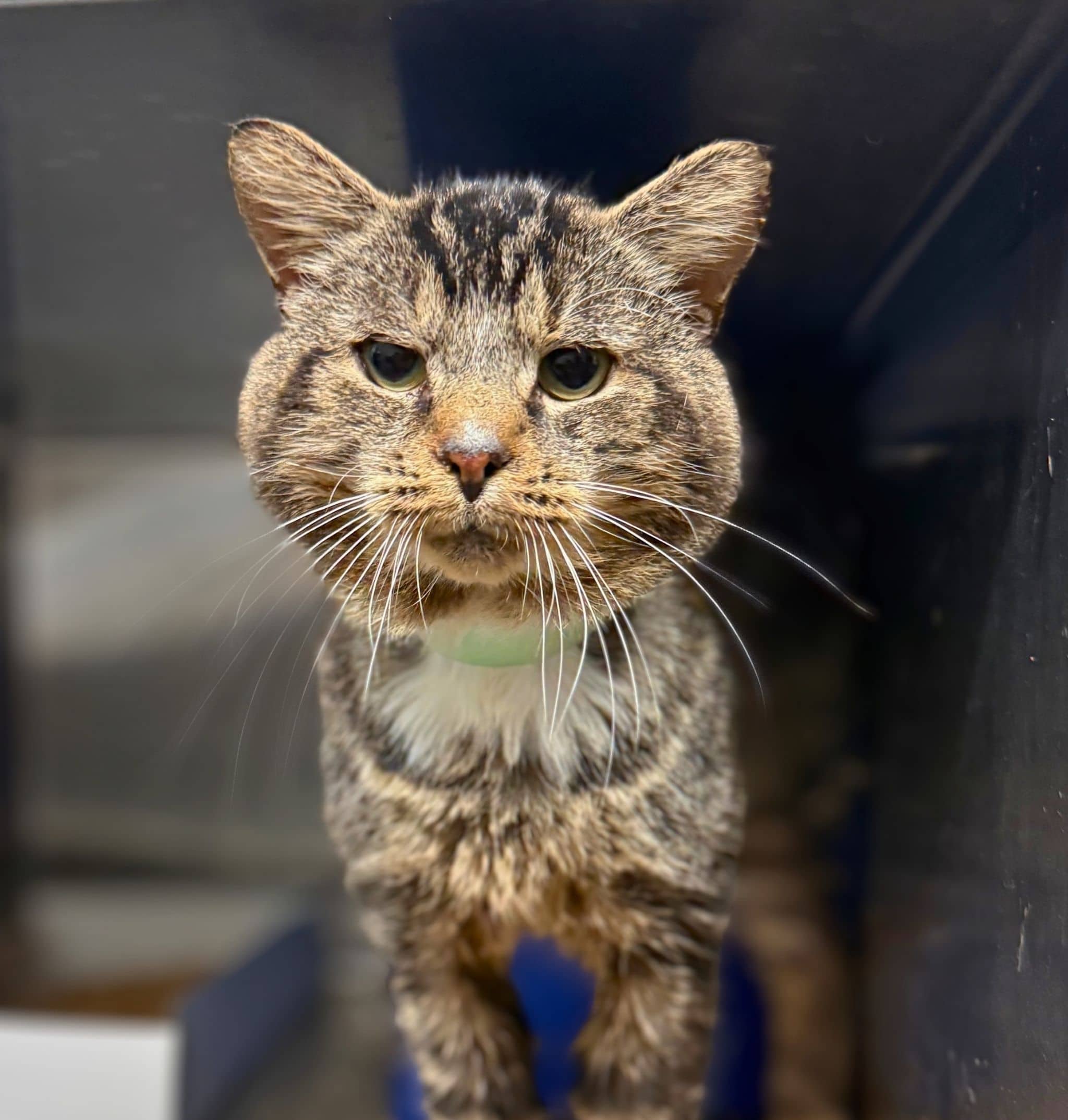 Arber - Domestic Shorthair available for adoption