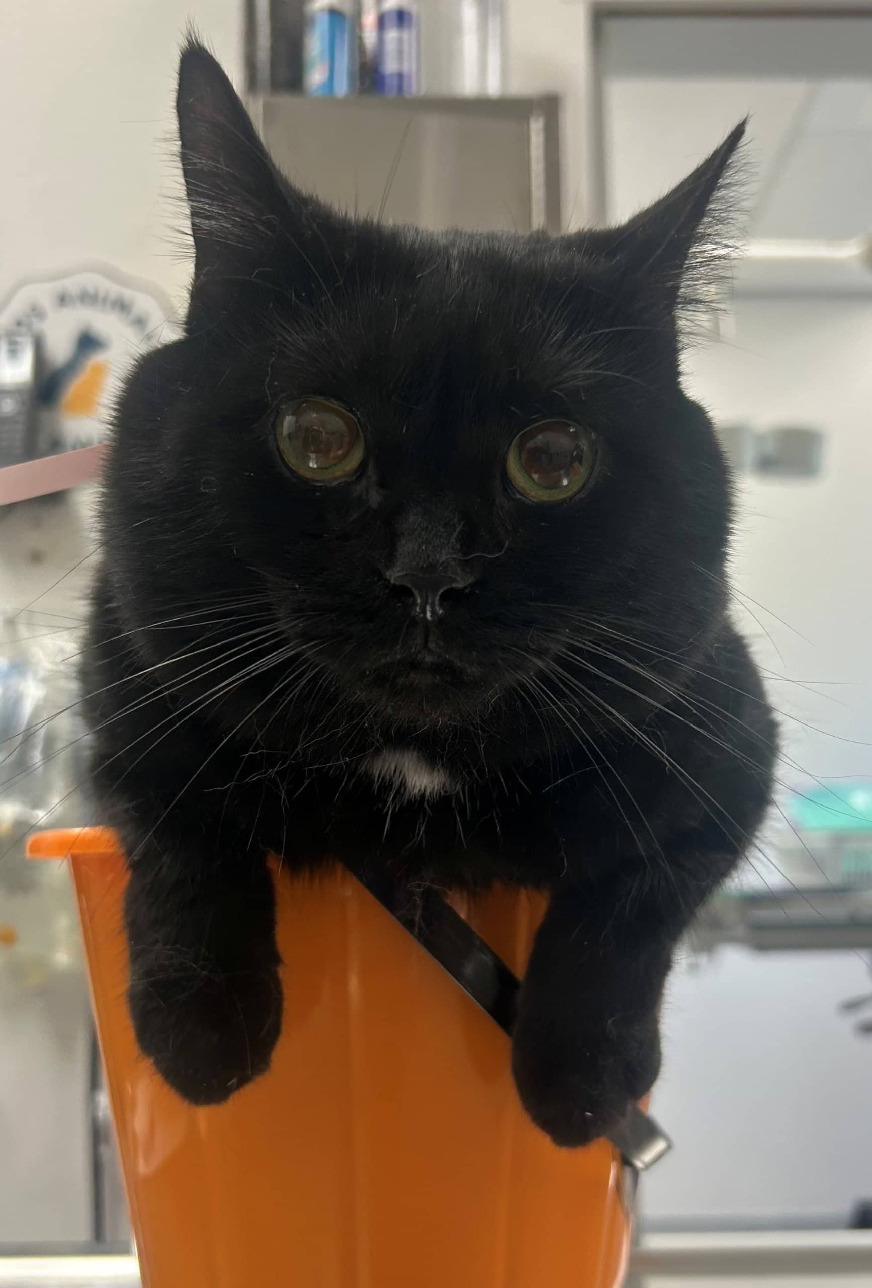 Scorpion - Domestic Shorthair cat available for adoption at SPA de Québec in Quebec City
