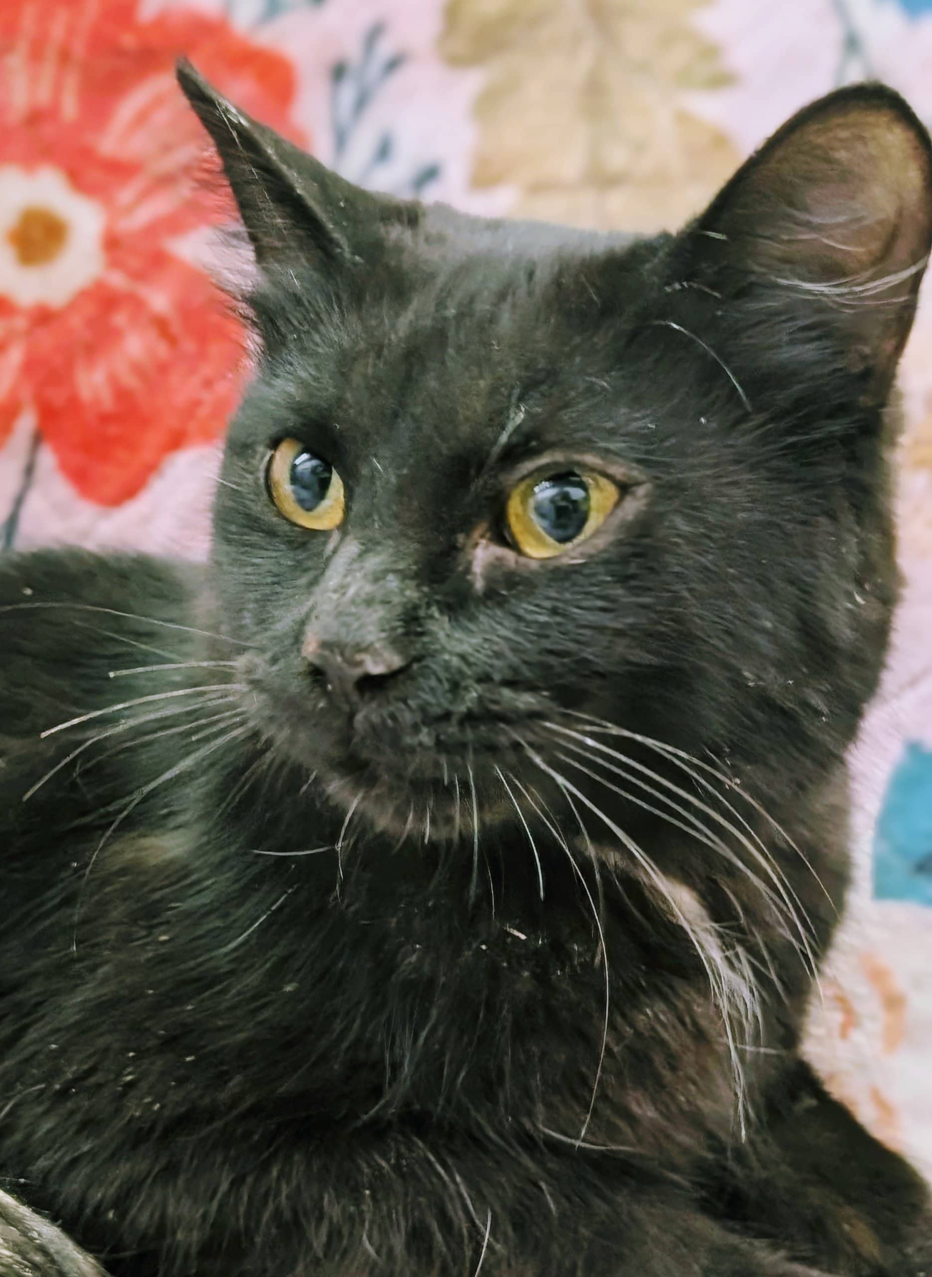 Bonnie - Domestic Shorthair cat available for adoption at SPA de Québec in Quebec City