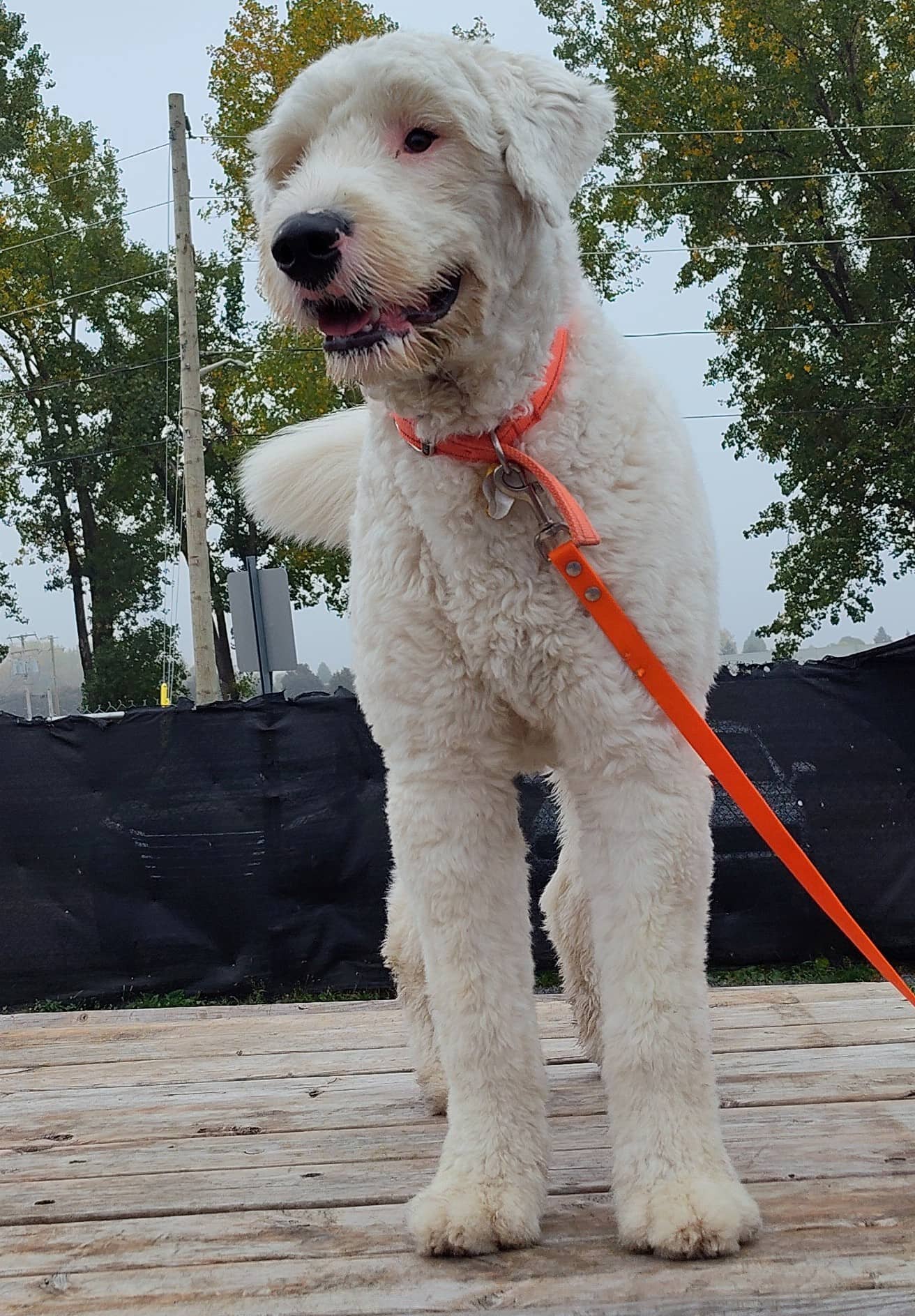Bruno - Shepherd available for adoption at SPA de Québec in Quebec City