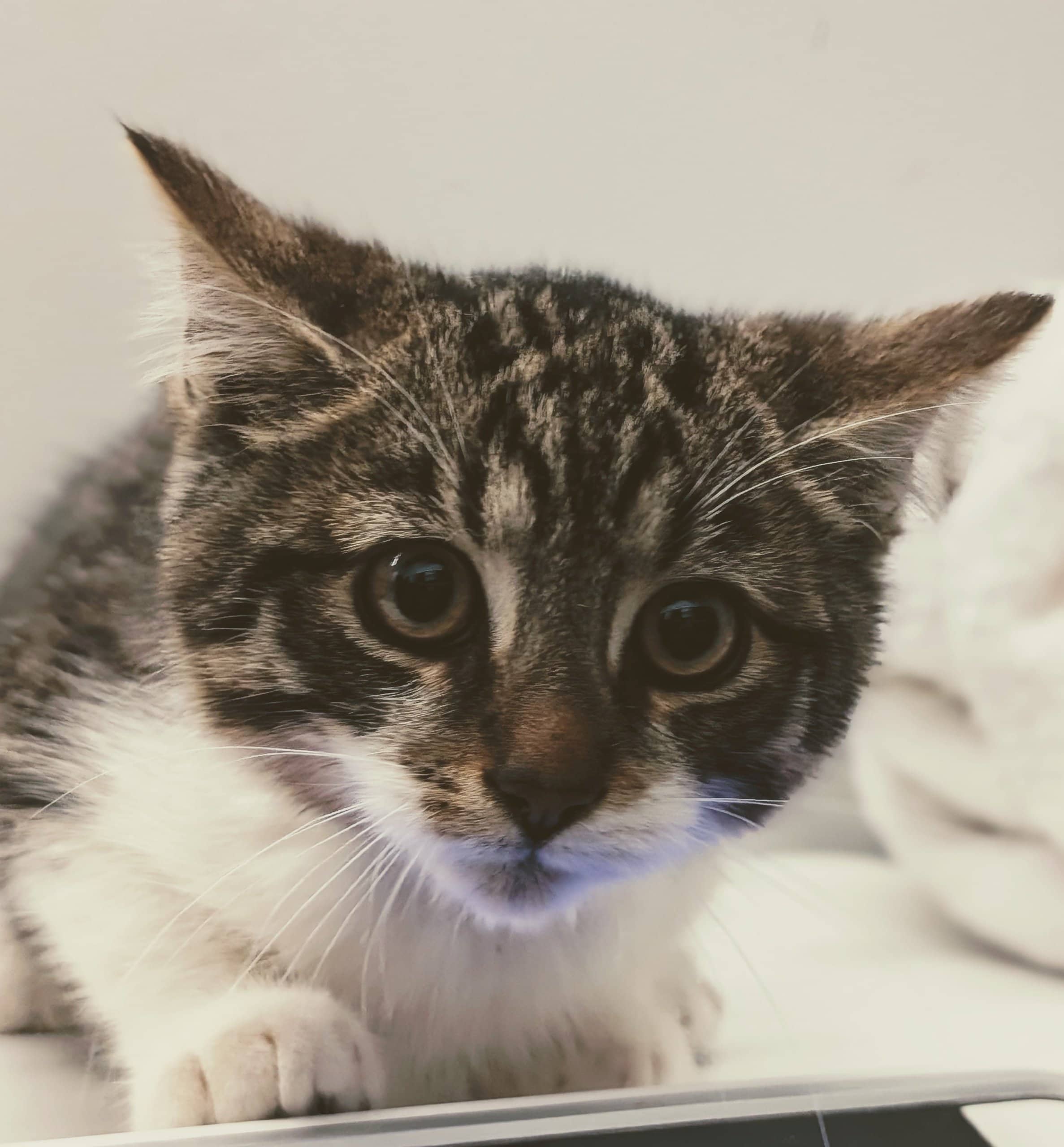 Maxwell - Domestic Shorthair cat available for adoption at SPA de Québec in Quebec City