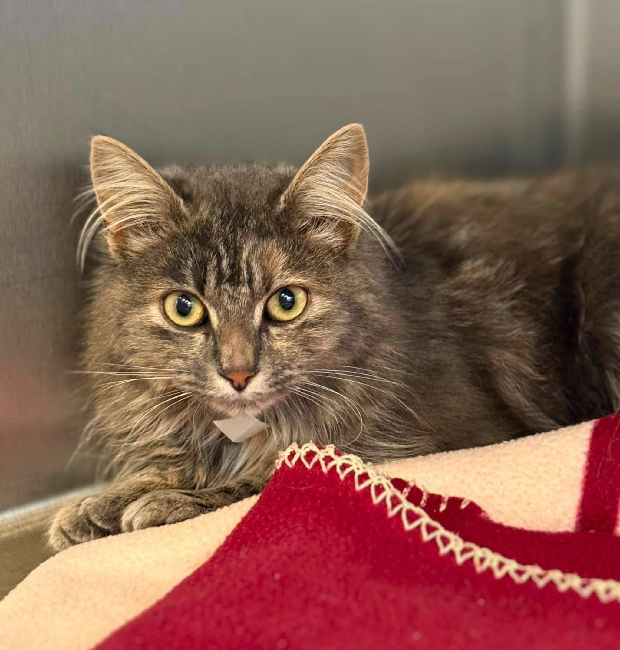 Monique - Domestic Shorthair cat available for adoption at SPA de Québec in Quebec City