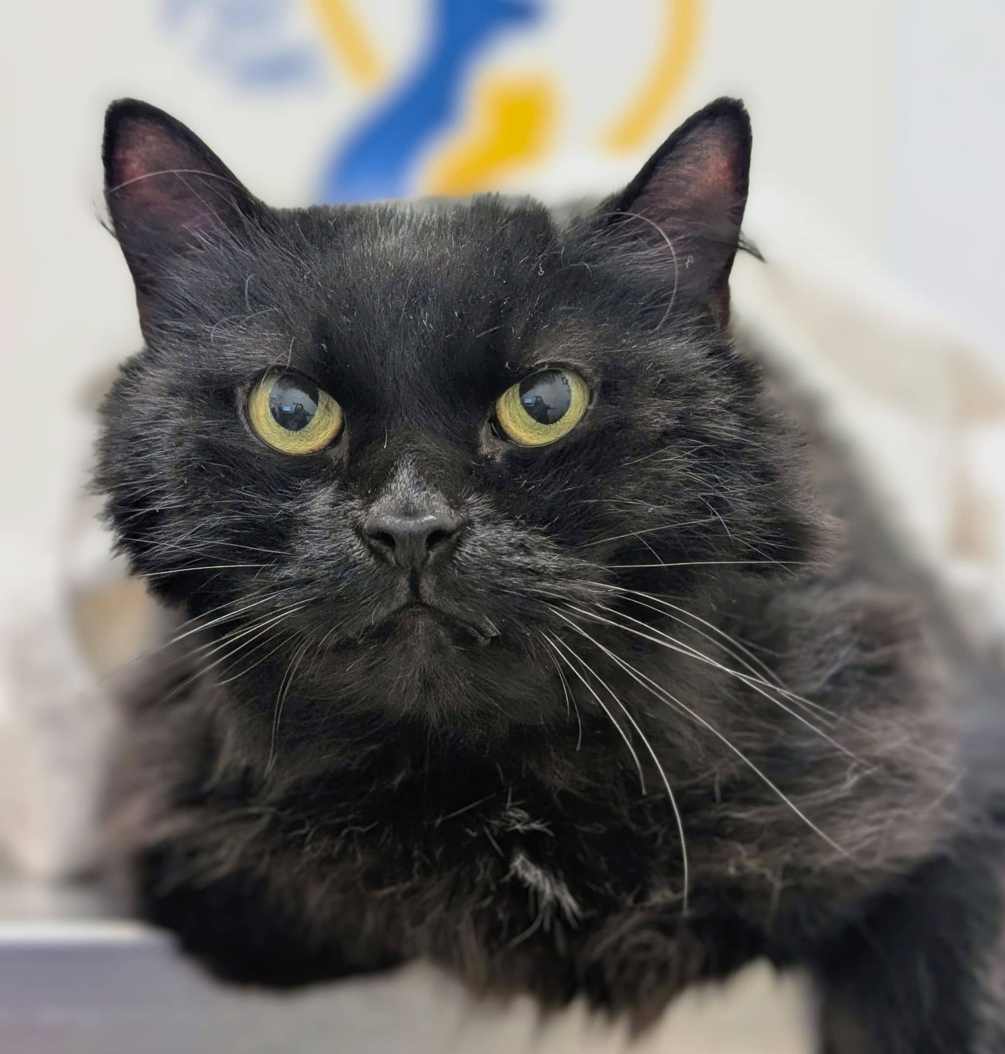 Tipoupoute - Domestic Shorthair available for adoption