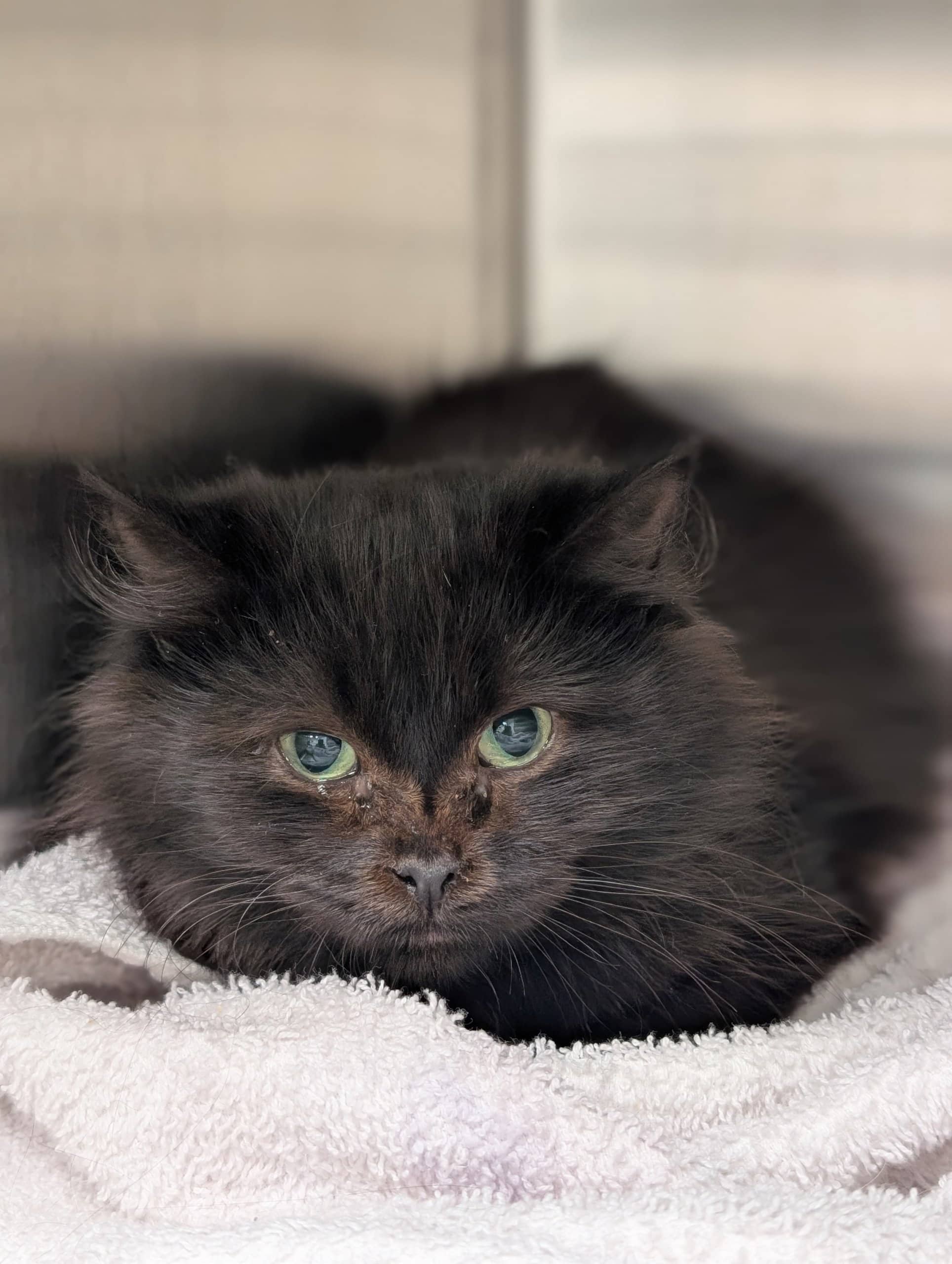 Lily Allen - Domestic Shorthair cat available for adoption at SPA de Québec in Quebec City