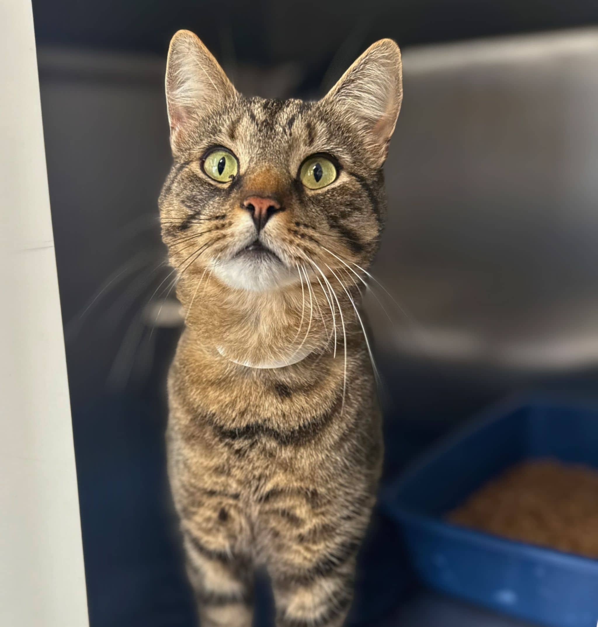Tiguy - Domestic Shorthair available for adoption