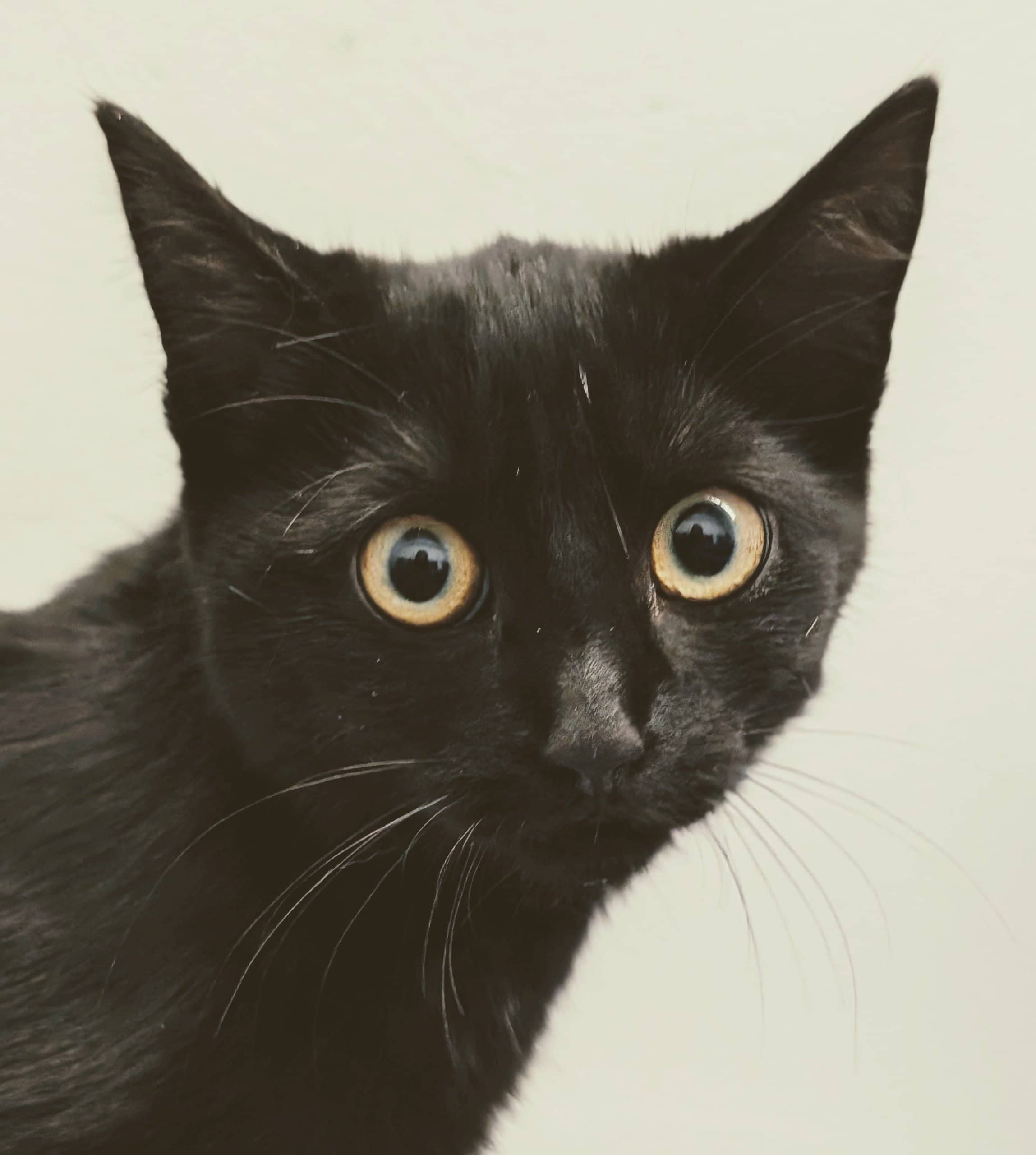 Nokomis - Domestic Shorthair cat available for adoption at SPA de Québec in Quebec City