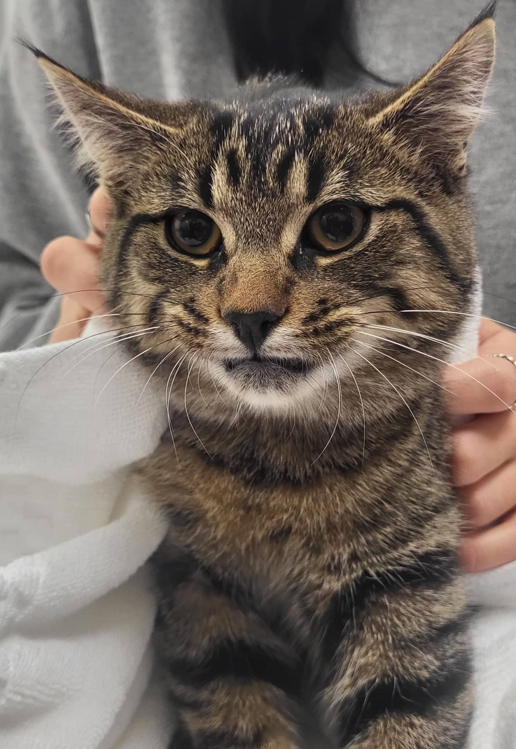 Bocelli - Domestic Shorthair available for adoption