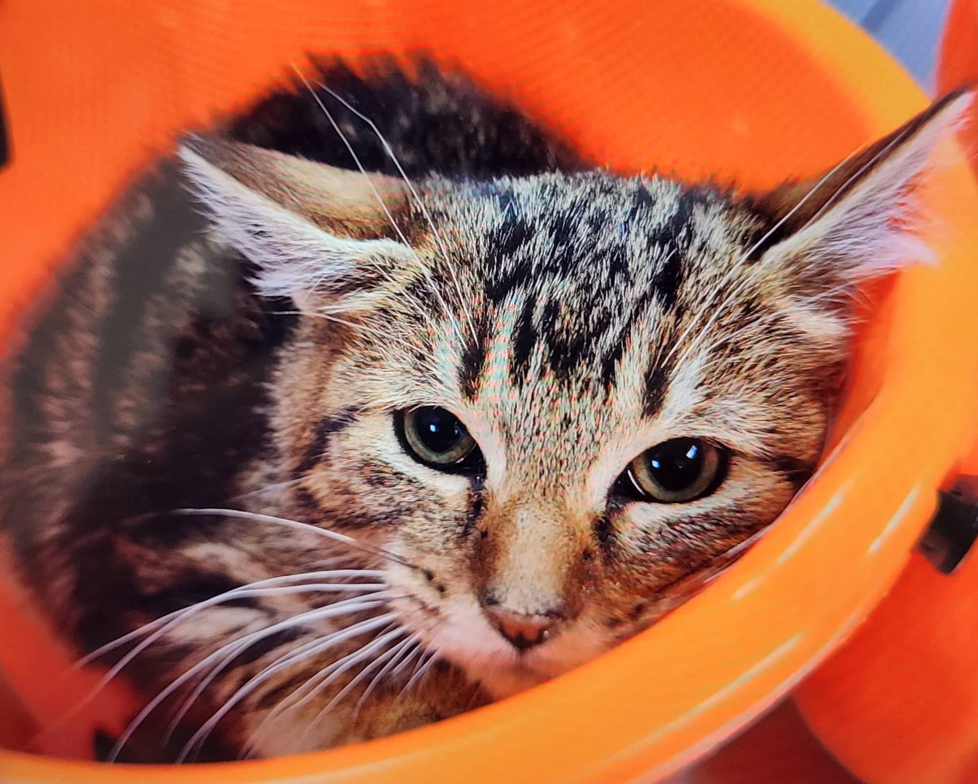 Carolina reaper - Domestic Shorthair cat available for adoption at SPA de Québec in Quebec City