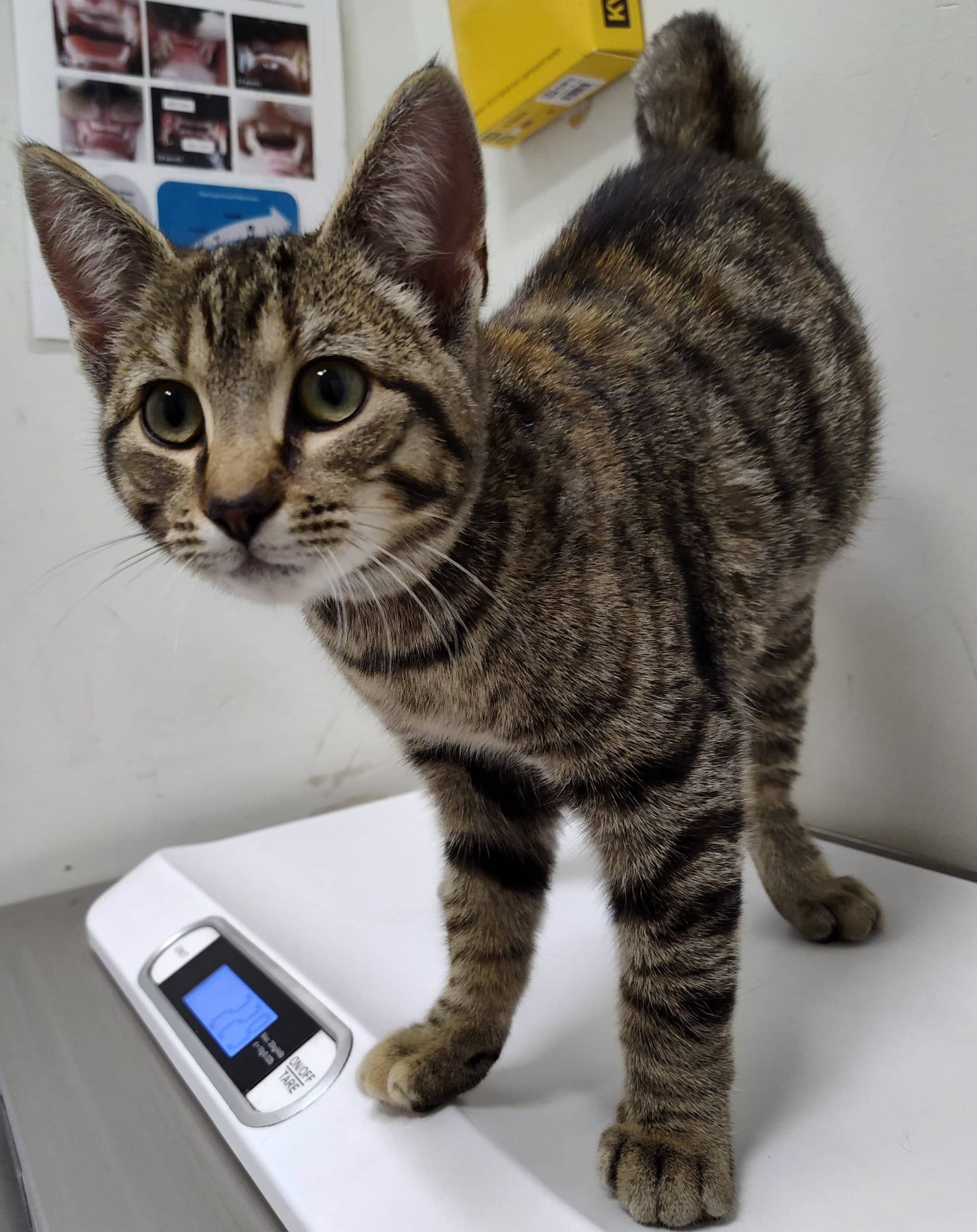 Cristalline - Domestic Shorthair cat available for adoption at SPA de Québec in Quebec City