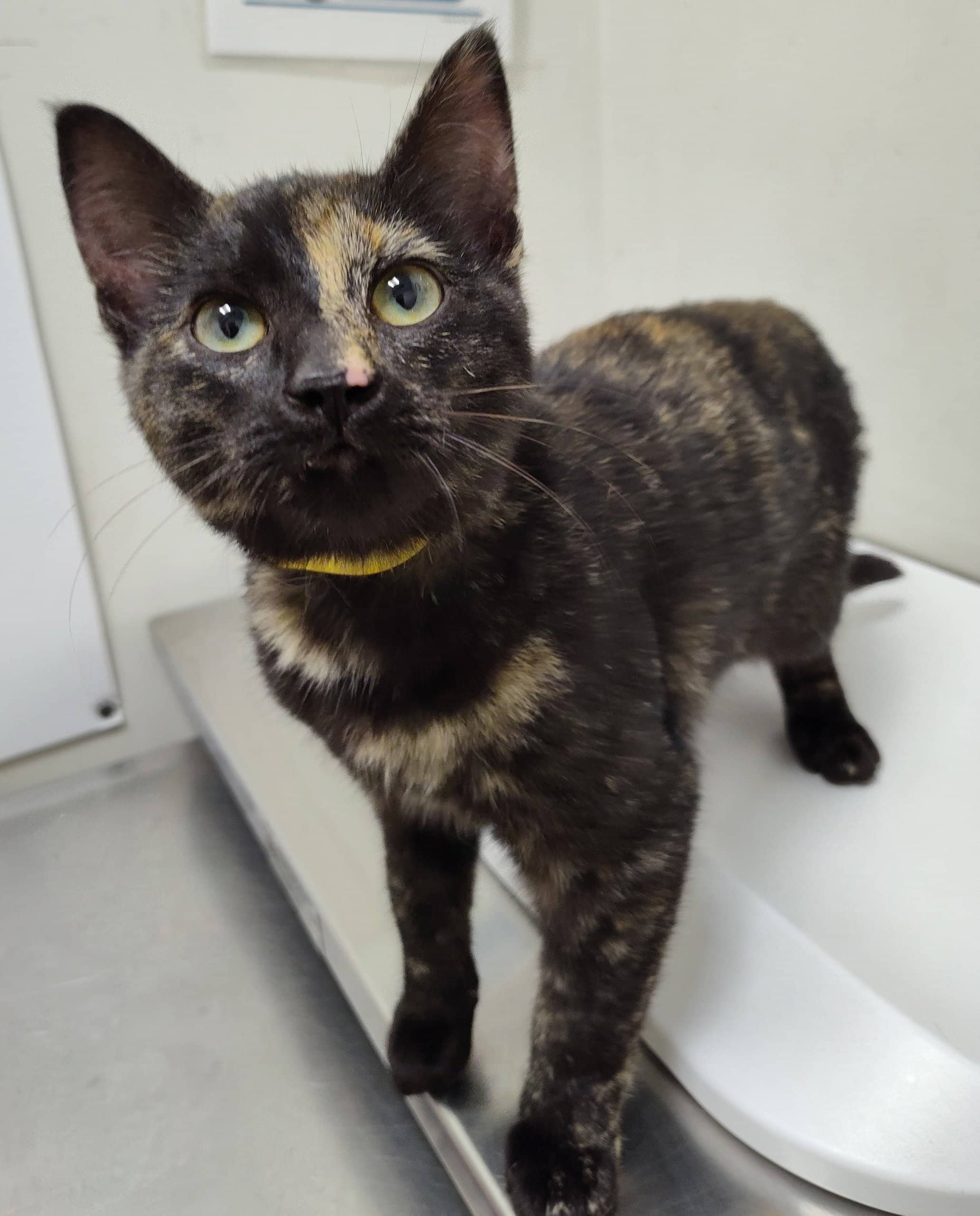 Pupille - Domestic Shorthair cat available for adoption at SPA de Québec in Quebec City