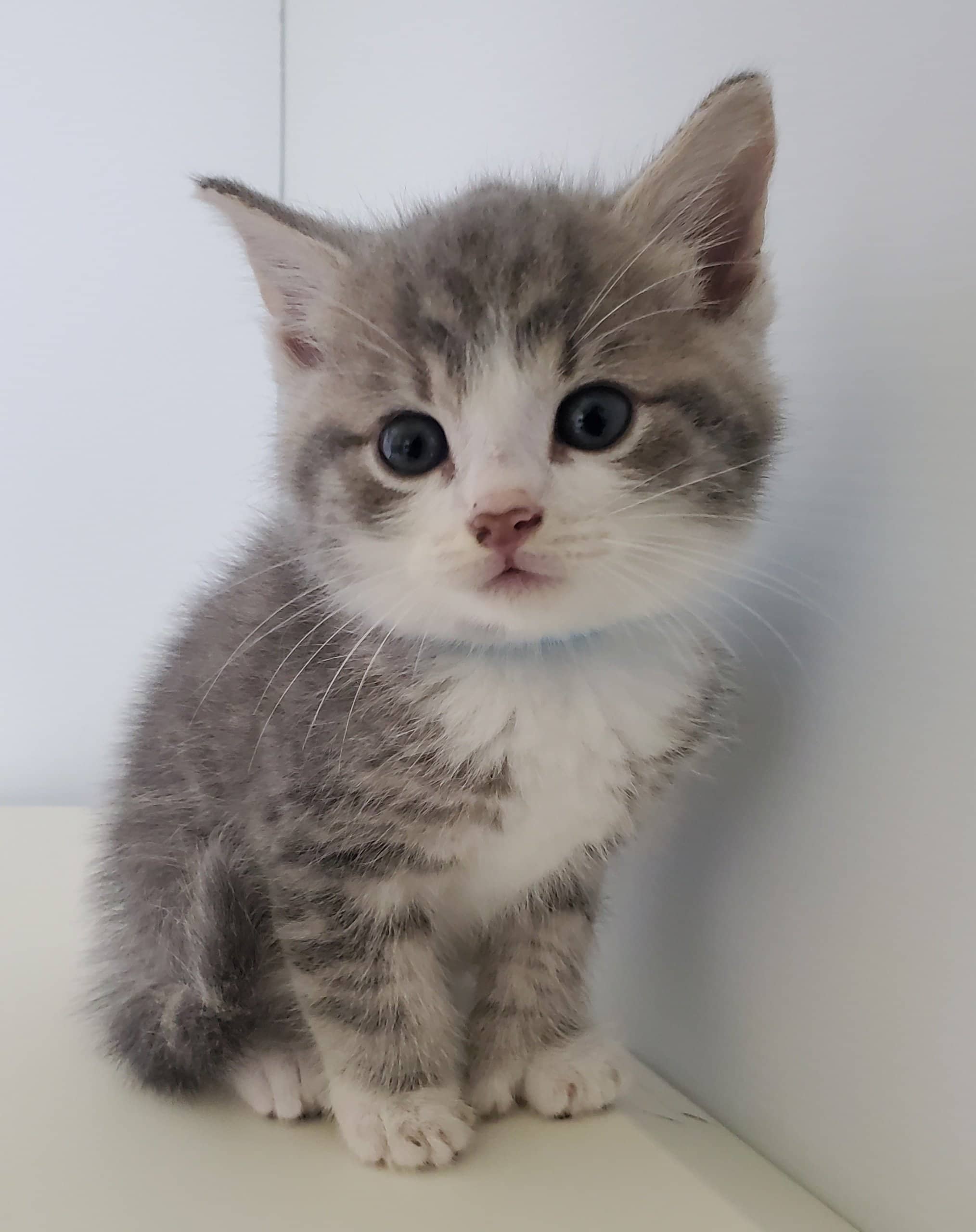 Pierre-Luc - Domestic Shorthair available for adoption