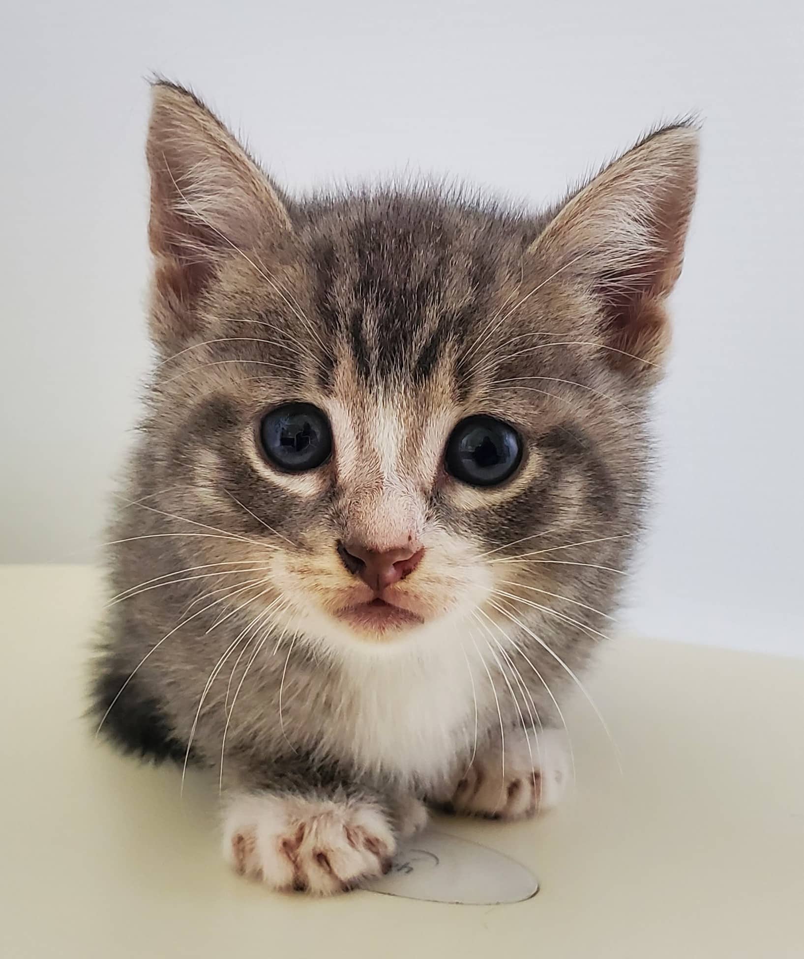 Marie-Pierre - Domestic Shorthair cat available for adoption at SPA de Québec in Quebec City