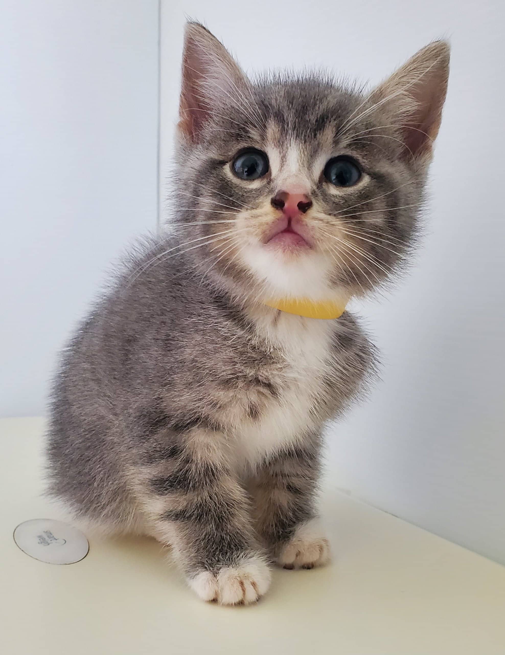 Pierre-Olivier - Domestic Shorthair cat available for adoption at SPA de Québec in Quebec City