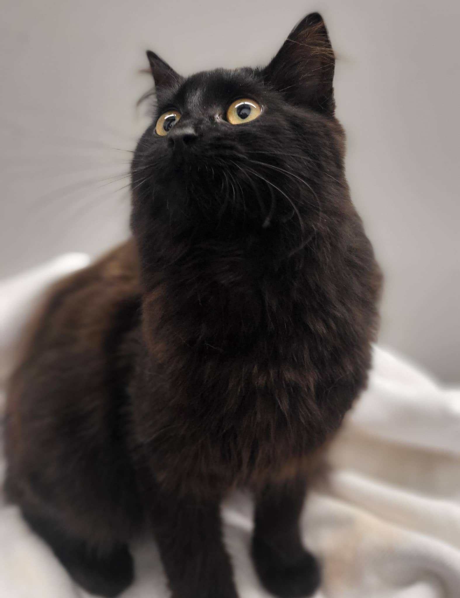 Kikiwi - Domestic Shorthair cat available for adoption at SPA de Québec in Quebec City