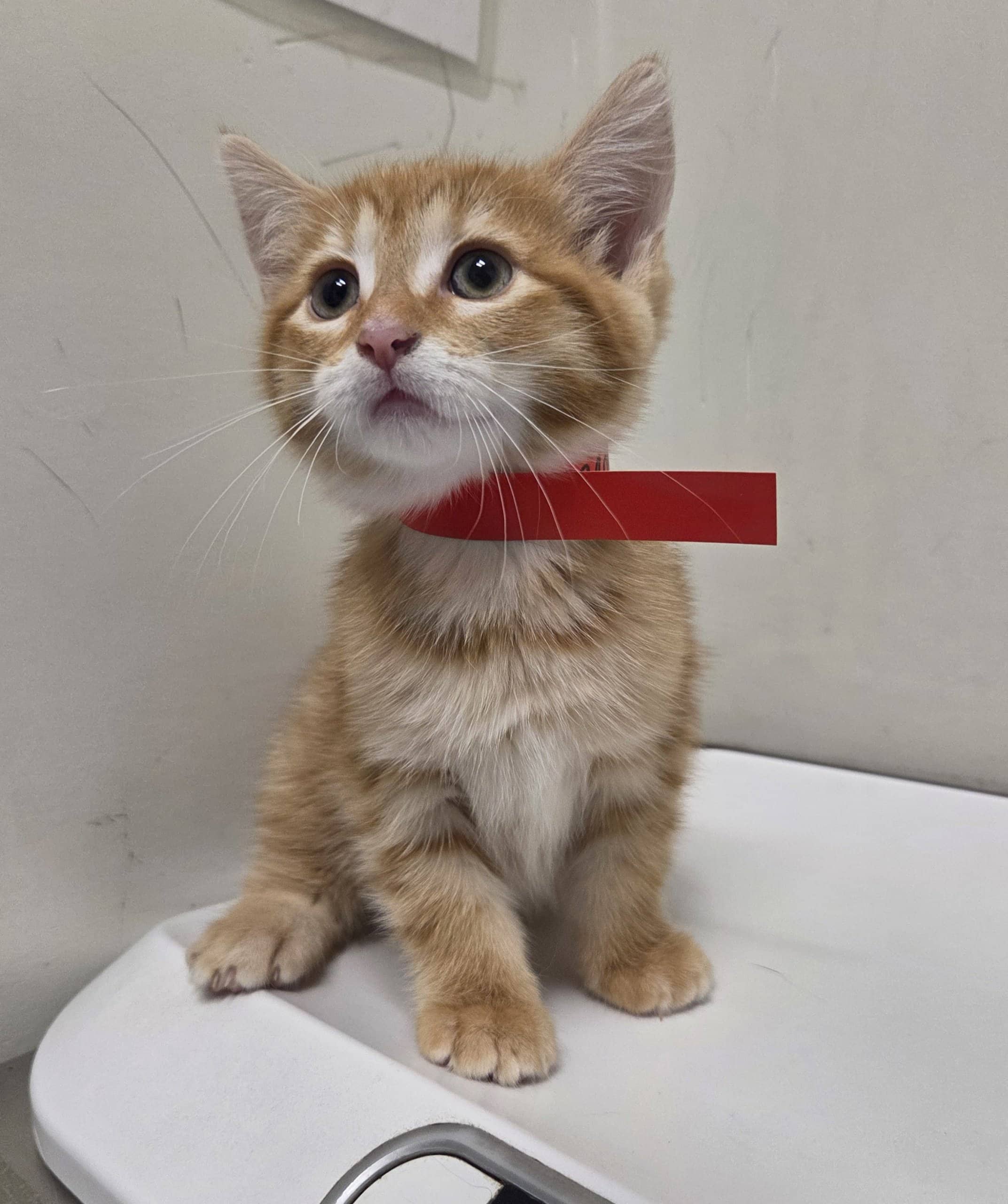 Héra - Domestic Shorthair available for adoption
