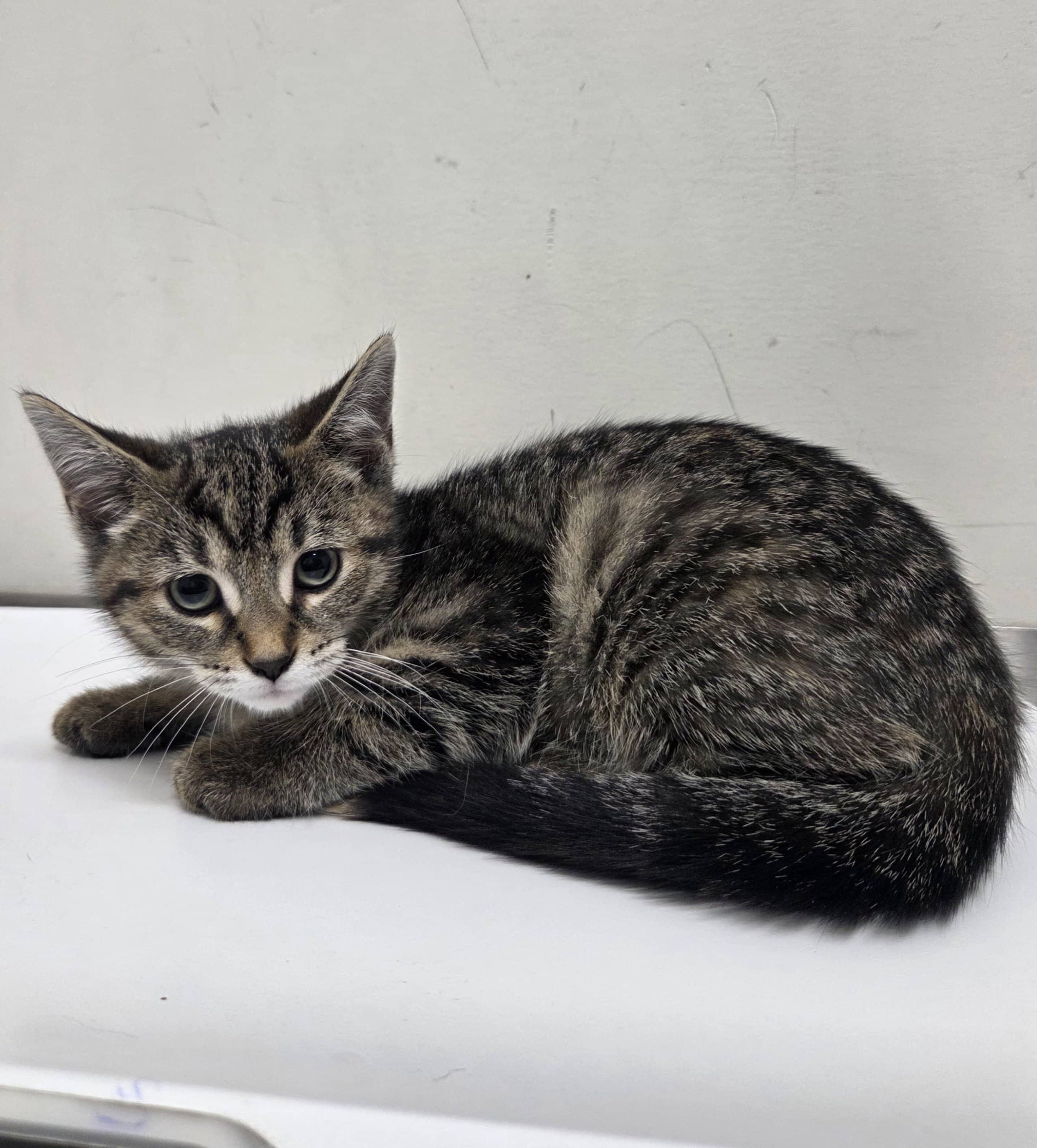 Hestia - Domestic Shorthair cat available for adoption at SPA de Québec in Quebec City