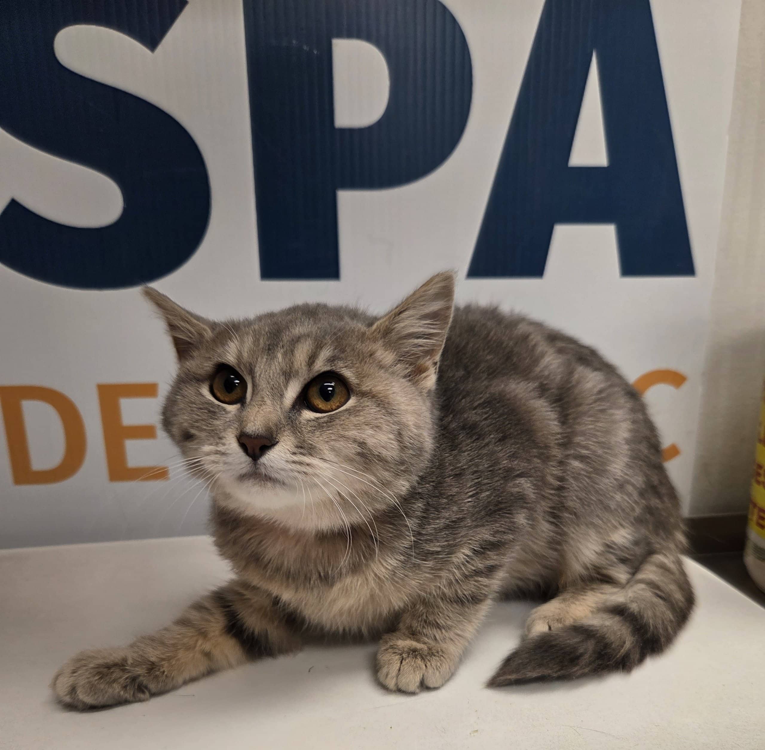 Grimoire - Domestic Shorthair cat available for adoption at SPA de Québec in Quebec City