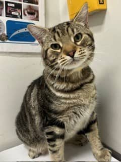 Marcus - Domestic Shorthair available for adoption