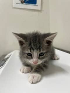 Ben - Domestic Shorthair cat available for adoption at SPA de Québec in Quebec City
