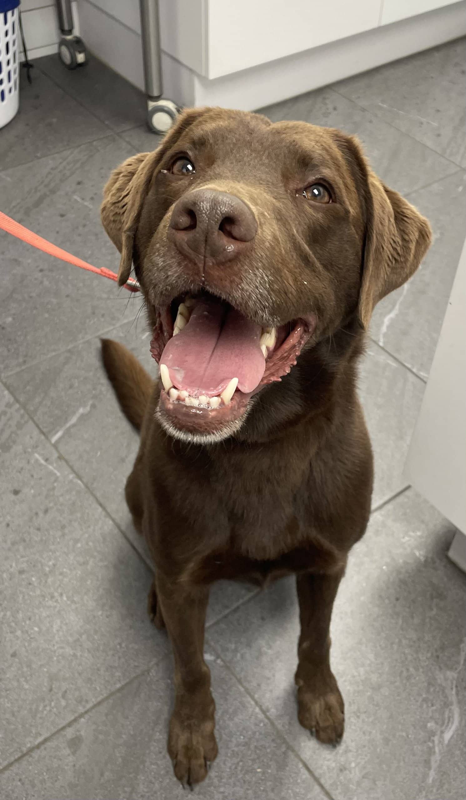 Doug - Labrador Retriever available for adoption