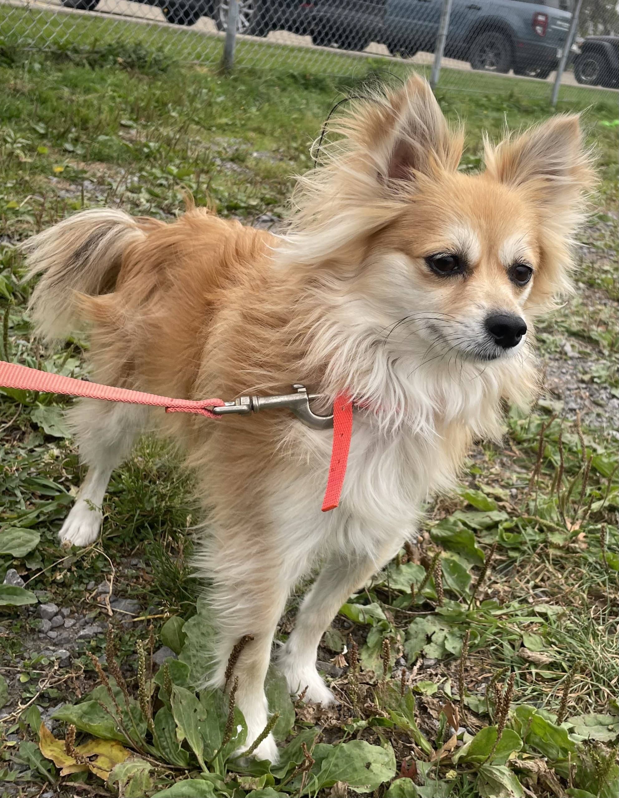 Lea - Poméranien available for adoption at SPA de Québec in Quebec City