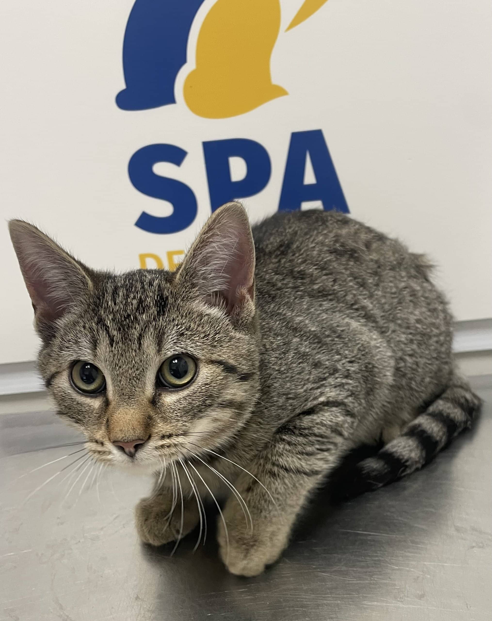 Bart - Domestic Shorthair cat available for adoption at SPA de Québec in Quebec City