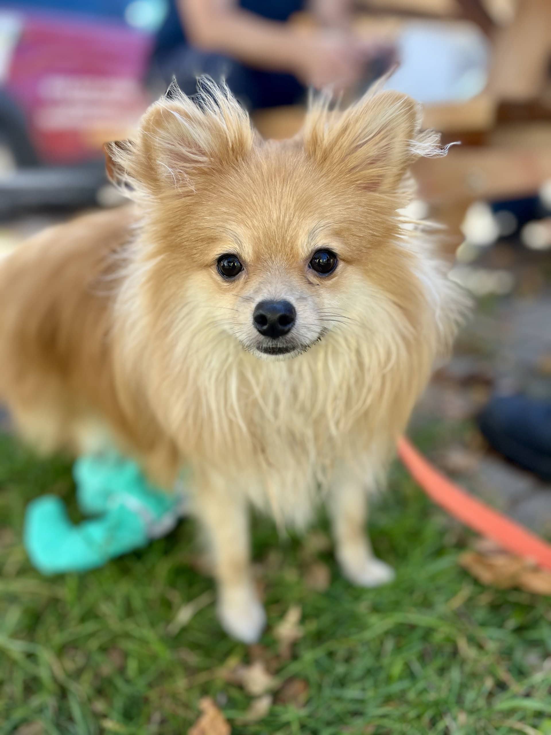Champion - Poméranien available for adoption