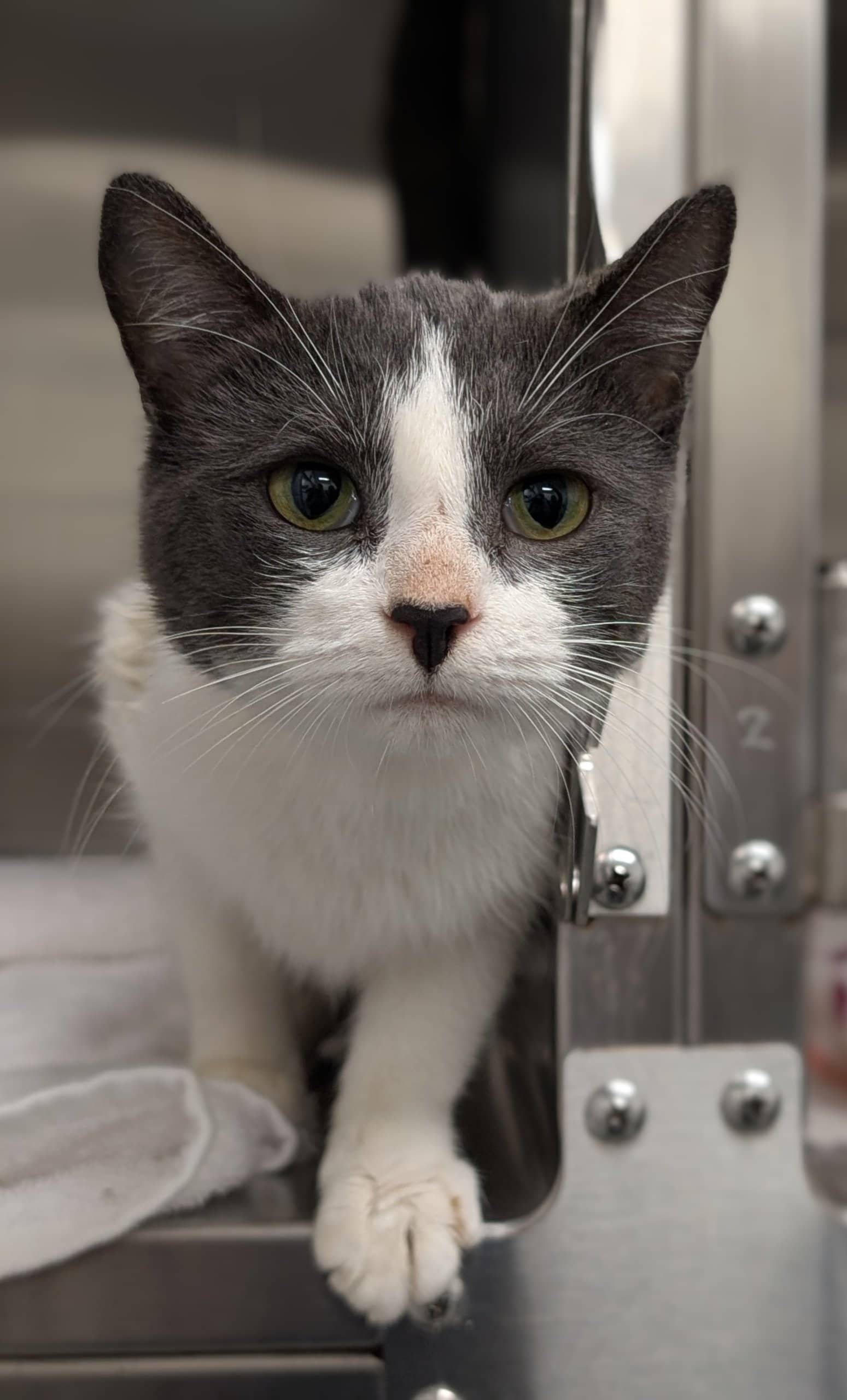 Canapé - Domestic Shorthair cat available for adoption at SPA de Québec in Quebec City