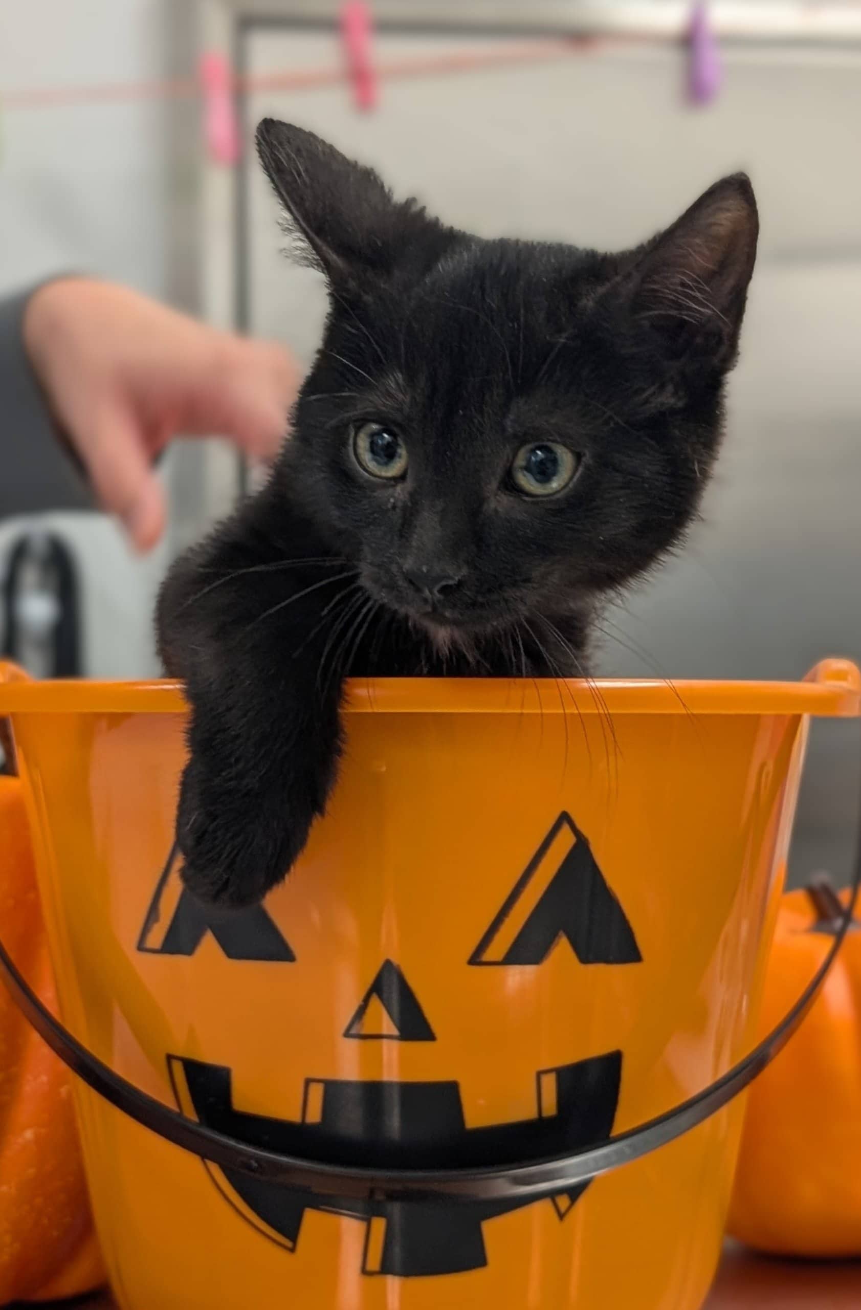 Porc Effiloché - Domestic Shorthair cat available for adoption at SPA de Québec in Quebec City