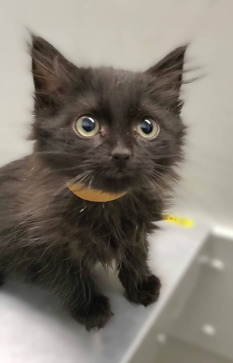 Mistral - Domestic Shorthair cat available for adoption at SPA de Québec in Quebec City