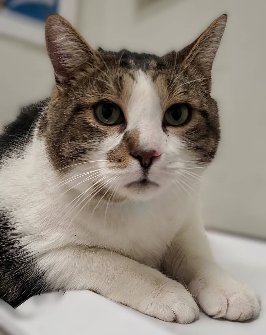 Papou - Domestic Shorthair cat available for adoption at SPA de Québec in Quebec City