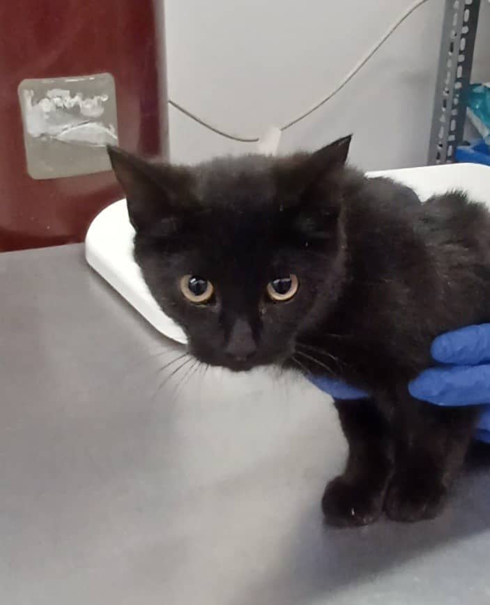 Yelena - Domestic Shorthair cat available for adoption at SPA de Québec in Quebec City