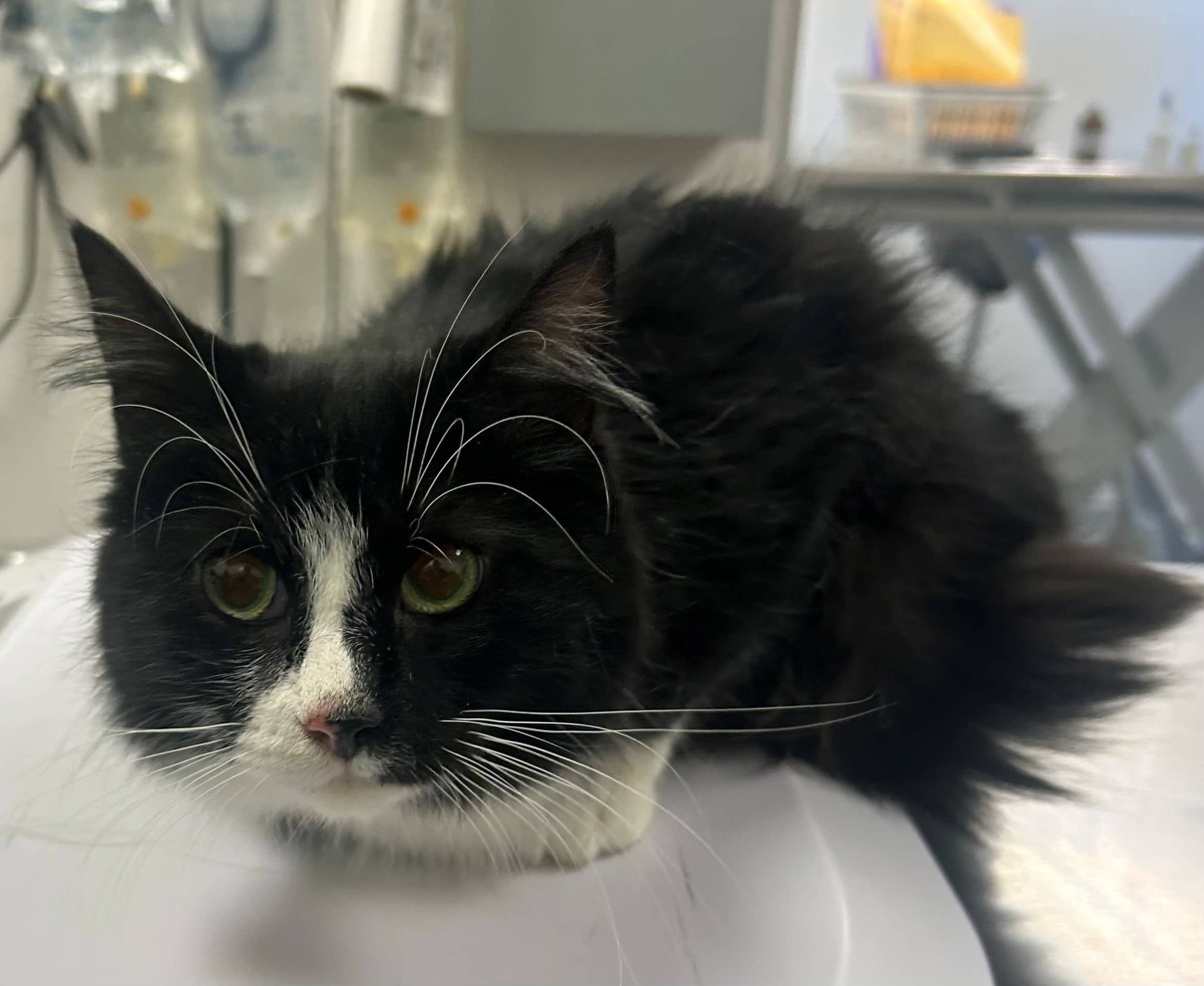 Tite-Fille - Domestic Shorthair available for adoption